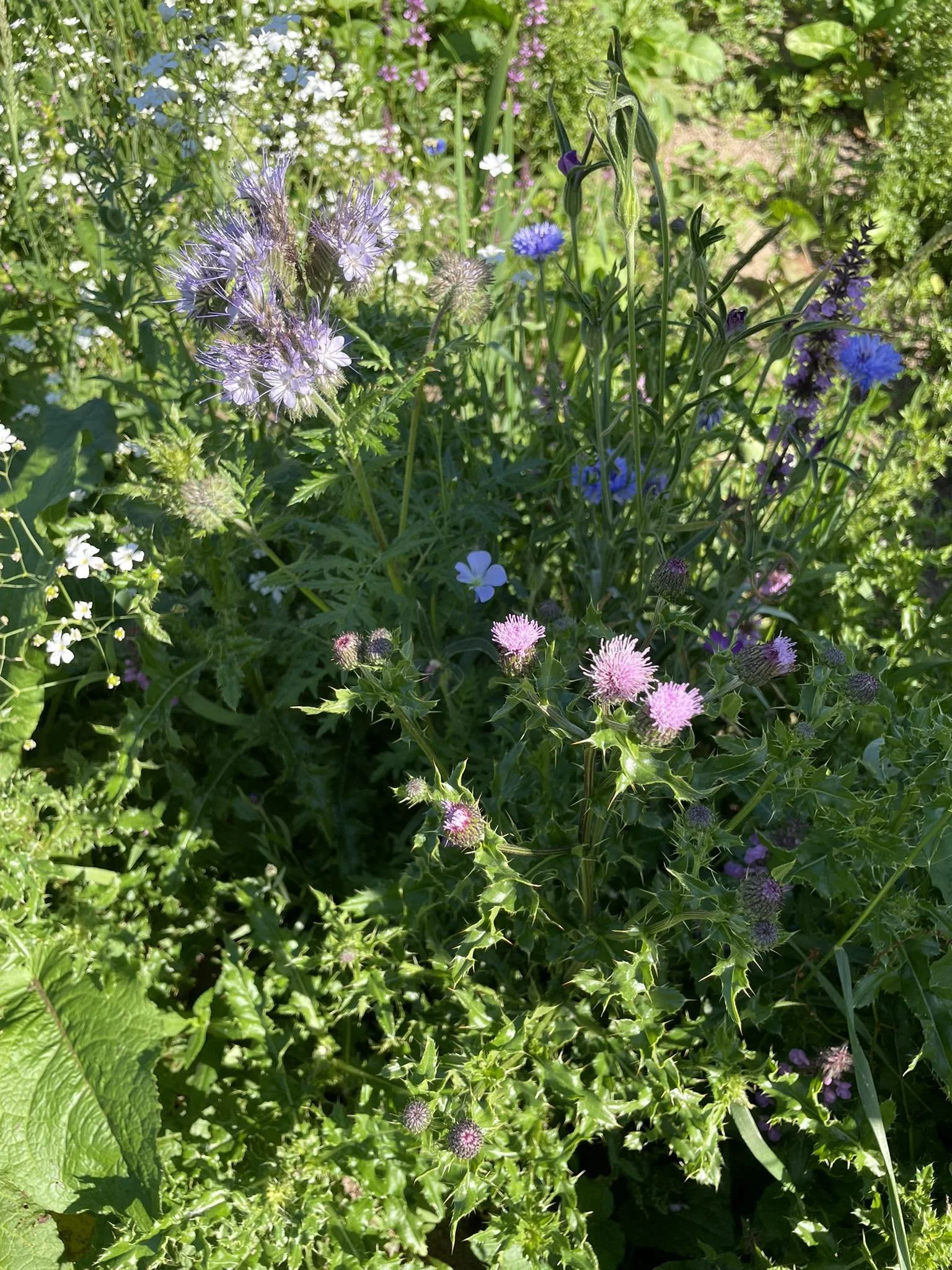 Feughside/Strachan Community Garden. A garden filled with various flowering plants, including purple, pink, white, and blue flowers, surrounded by green foliage.