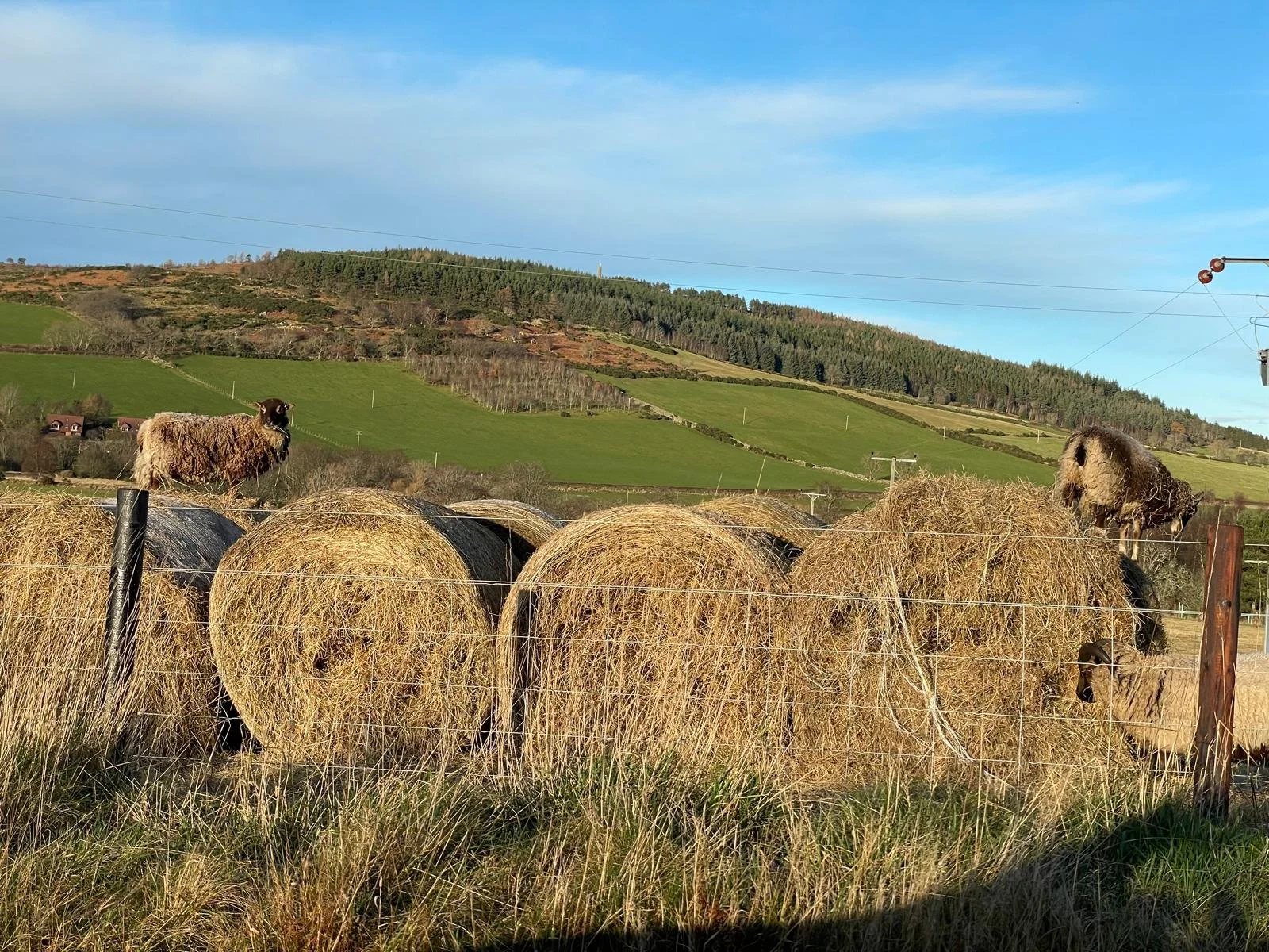 A rural scene with sheep on hay bales behind a wire fence, rolling green hills in the background, and a clear blue sky.
