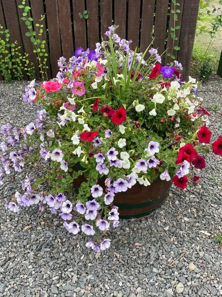 Colourful array of petunias in a large flower pot, in Strachan Village, outside on gravel ground with a wooden fence and green plants in the background. Created by Strachan Flowers Group, part of Feughside Community Asscoiation.