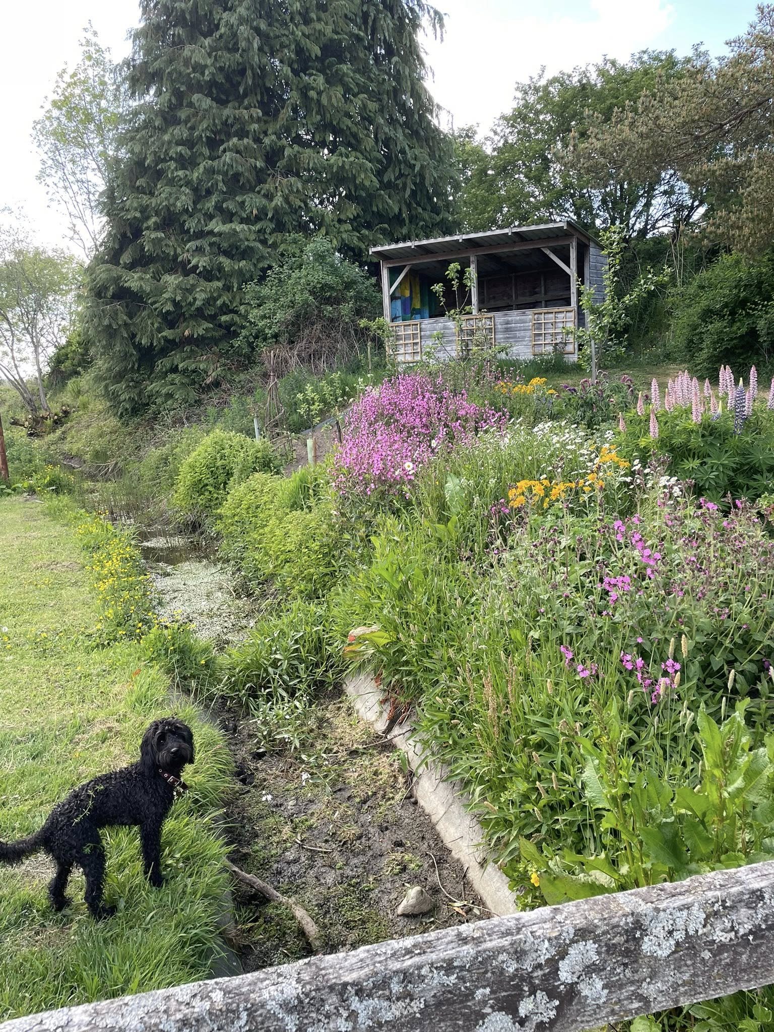A black dog standing on grass near a garden with colorful flowers and a small wooden shed in the background, surrounded by trees.