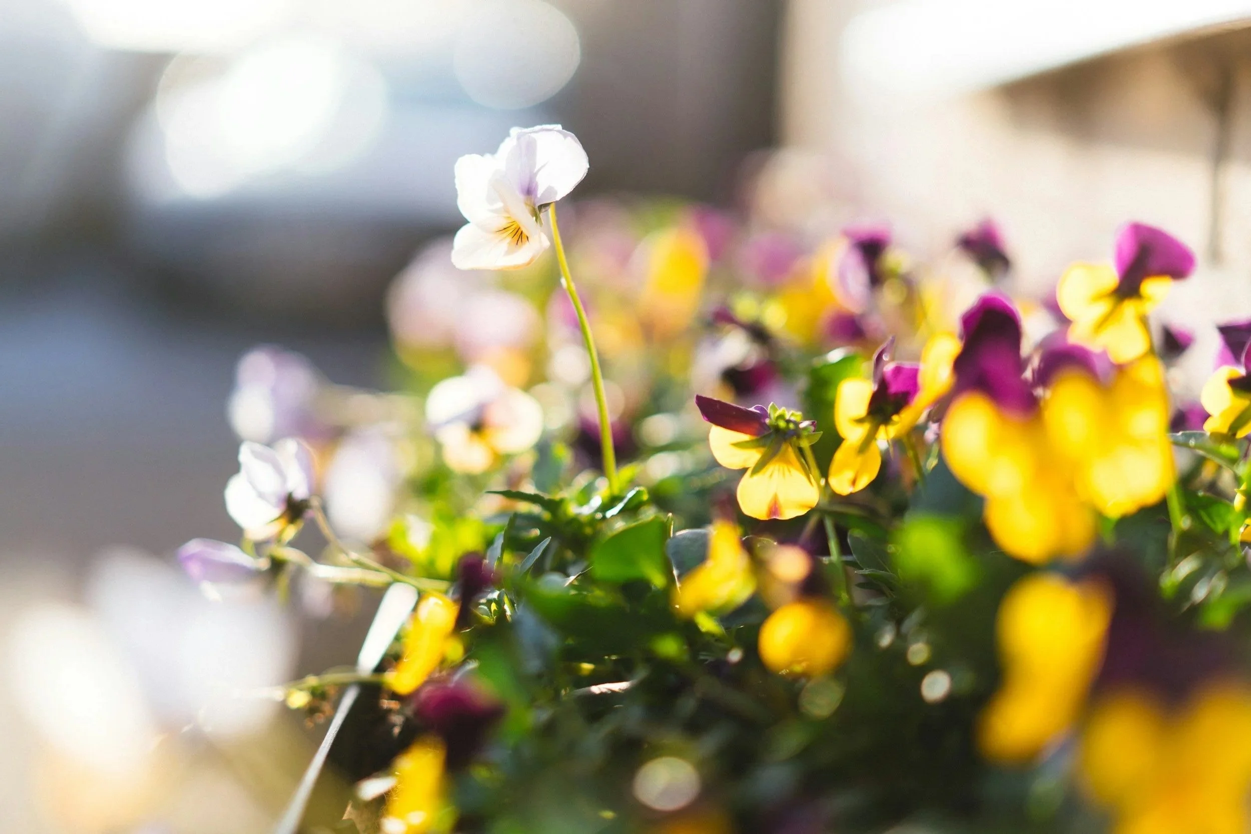Close-up of a white flower among yellow and purple flowers in sunlight