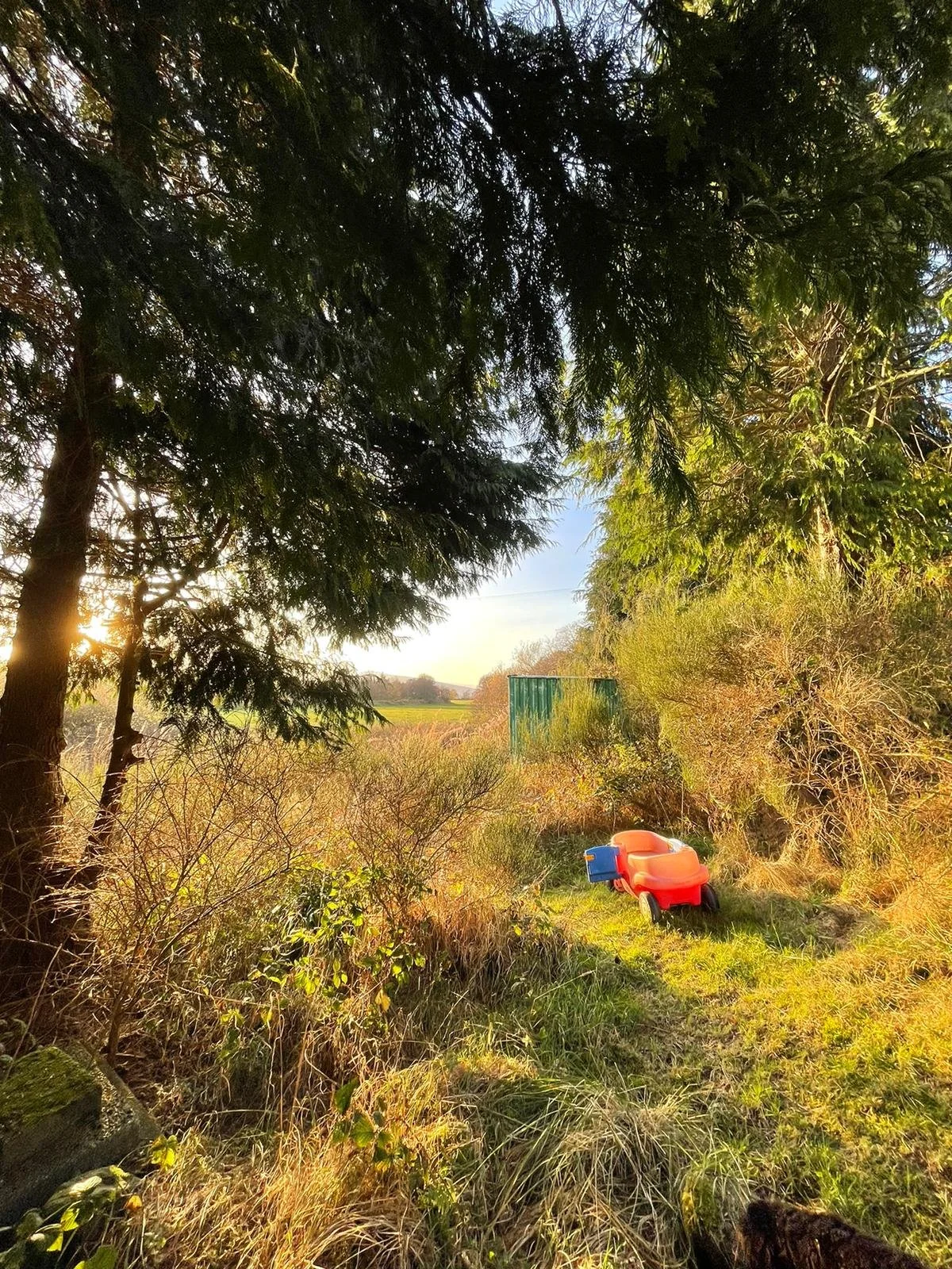 A sunny, natural landscape with trees and bushes, a small green shed in the background, and a red toy wagon on a grassy path. Showing Feughside community garden in Strachan, run by Feughside Community Association.