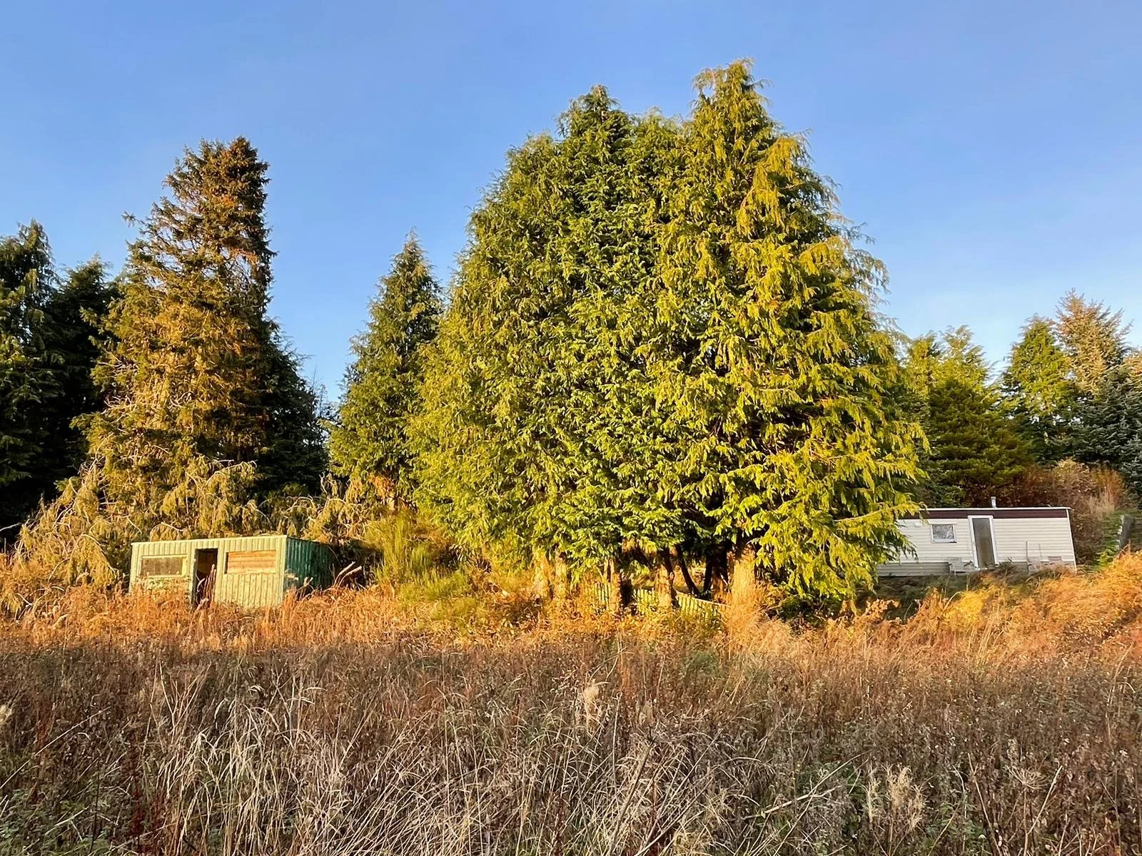 Feughside/Strachan Community Garden. A landscape scene featuring tall evergreen trees, a small wooden shed, and a white mobile home, with dry grass in the foreground and a clear blue sky above.
