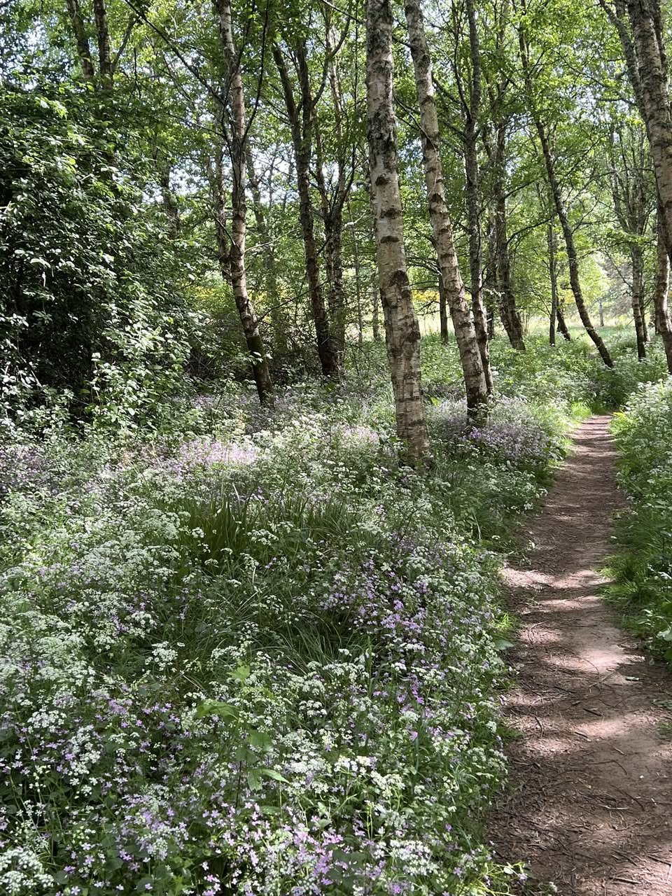 A forest trail surrounded by green trees and blooming wildflowers, situated in the wooded area of the Feughside community garden in Strachan.