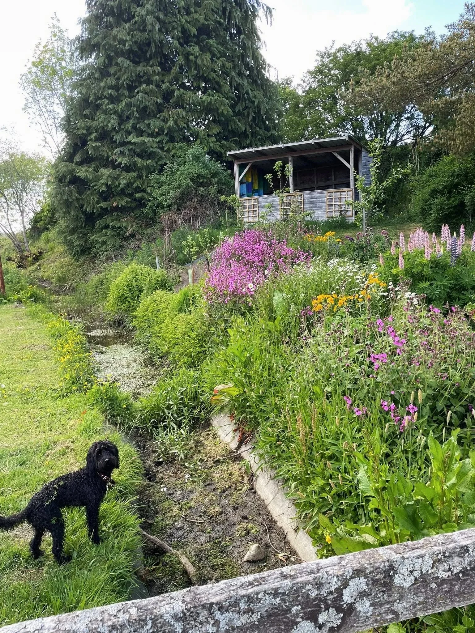 Feughside Community Garden in Strachan, with colourful flowers, pink, purple, yellow, and white blossoms, along with foliage, grass, and a small black dog sitting on the grass. A small wooden shed on a hill in the background, surrounded by trees.