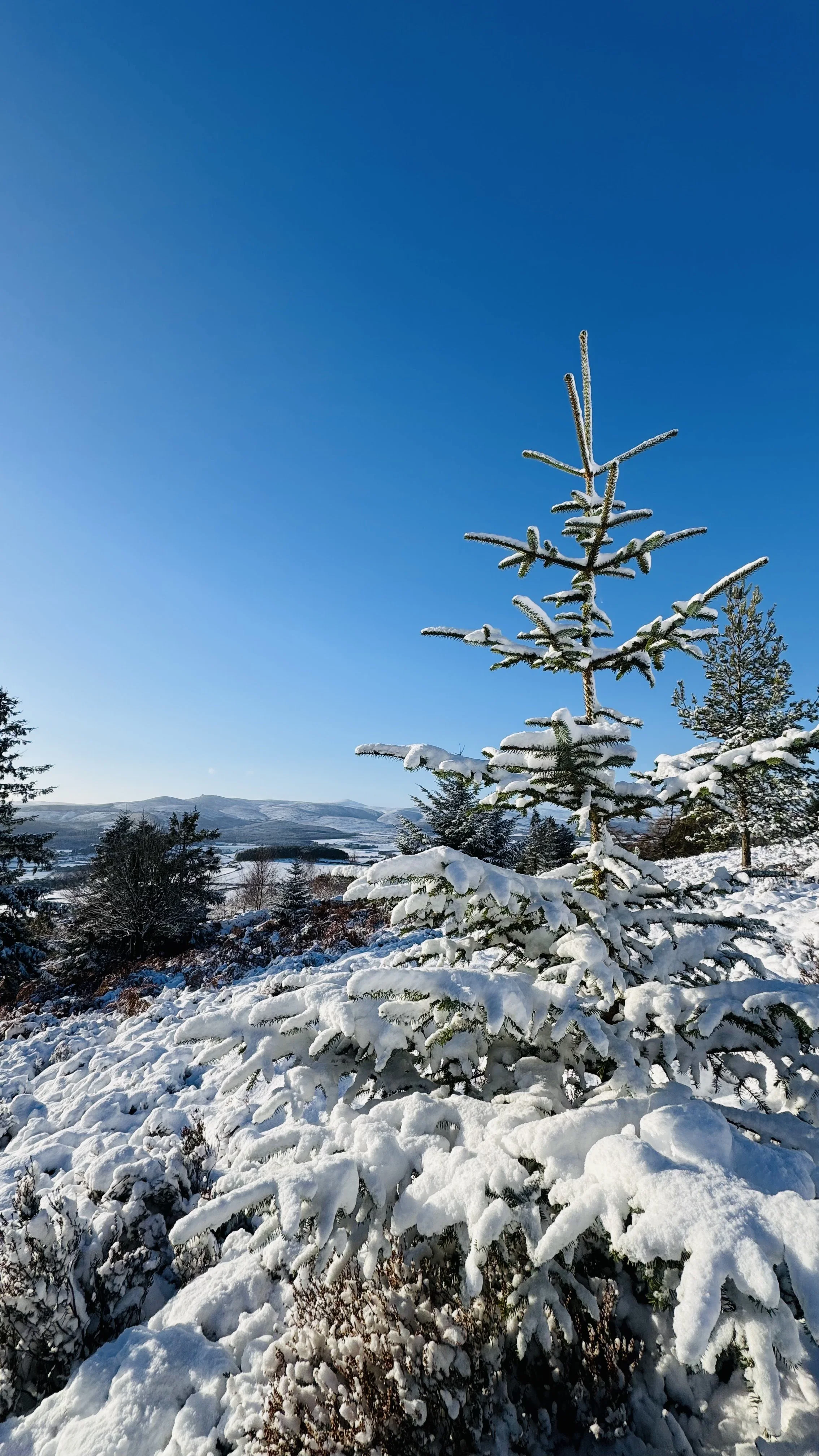 Snow-covered pine trees in Feughside, Aberdeenshire, on a bright winter day with clear blue sky and distant mountains.