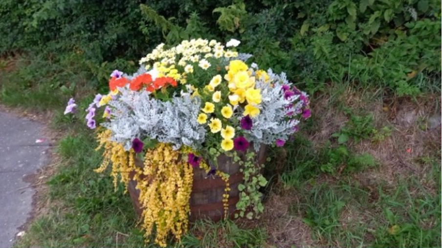 A wooden barrel in Strachan Village, filled with various colourful flowering plants, including yellow, purple, white, and orange flowers, placed on grassy ground next to road with green shrubbery in the background. Created by Strachan Flowers Group.
