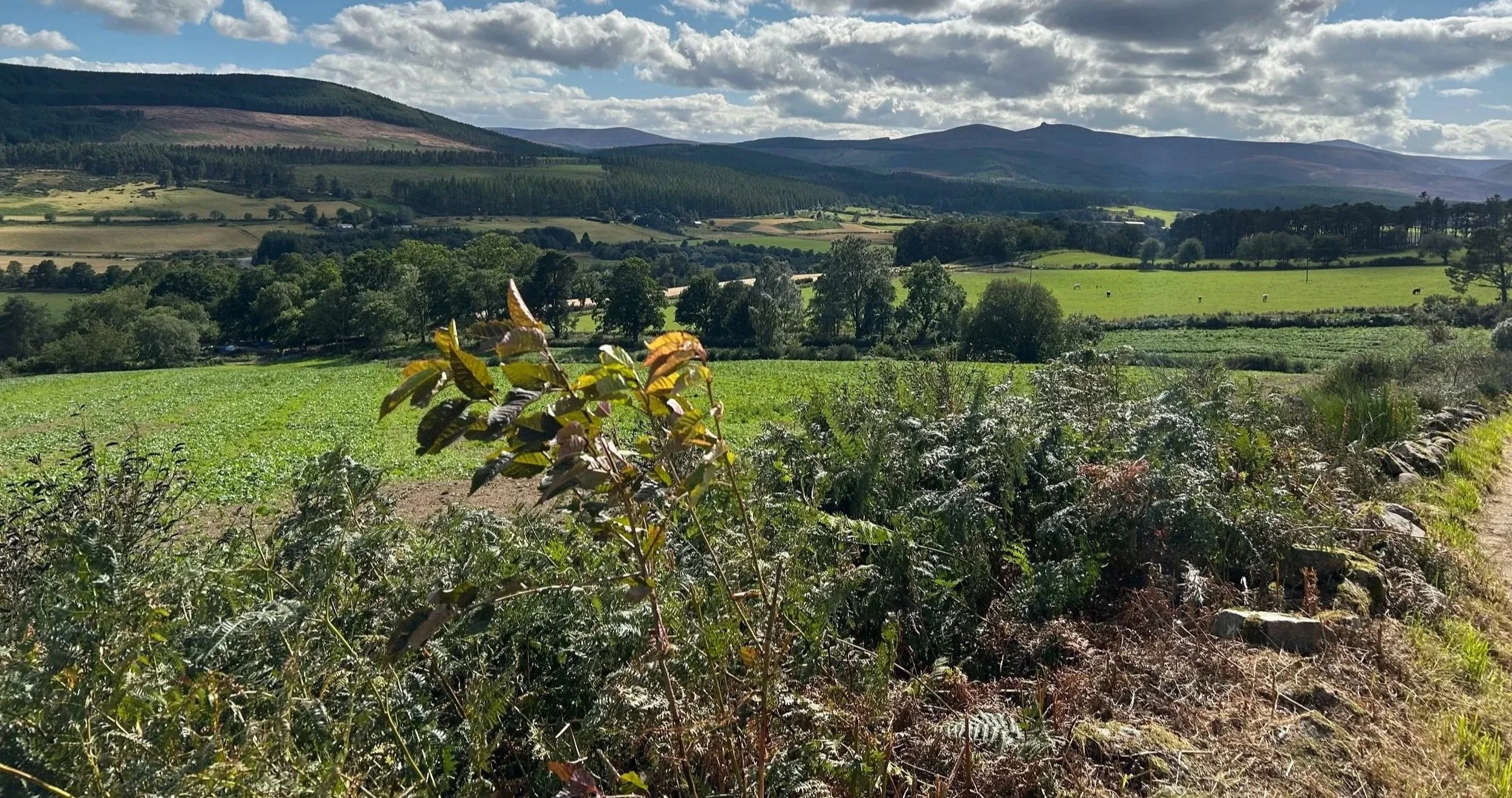 A scenic countryside landscape with rolling green fields, scattered trees, distant mountains, and a partly cloudy sky.