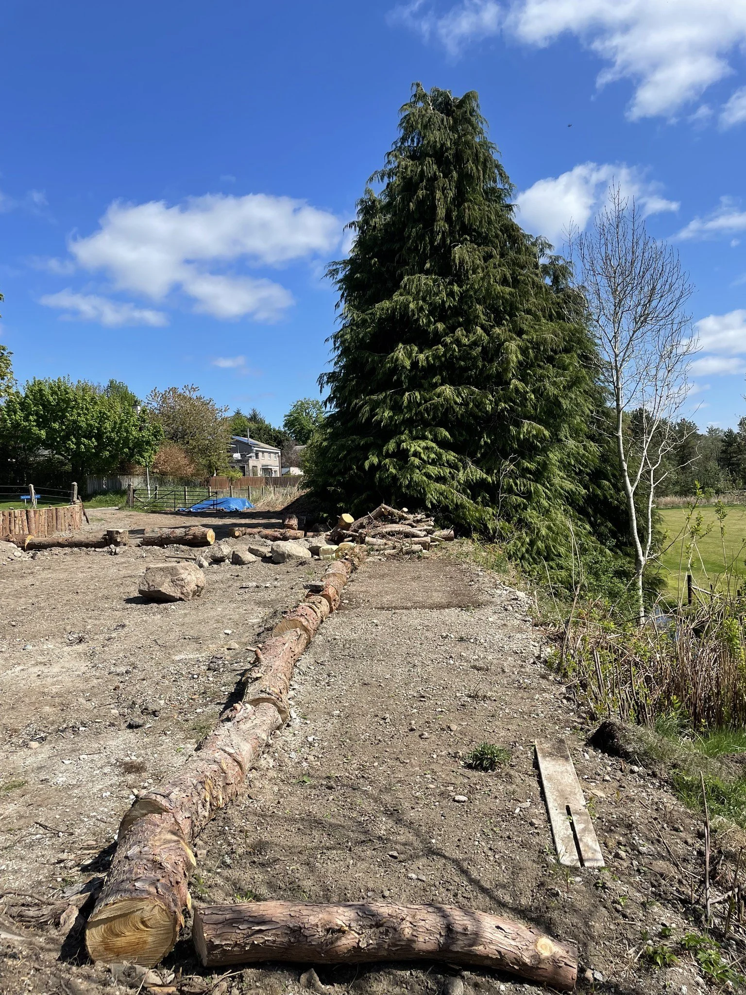 Feughside/Strachan Community Garden. A large coniferous tree and a small leafless tree in a yard, with a clear blue sky and some clouds overhead. There are logs and rocks on the ground, and a small wooden plank on the right.