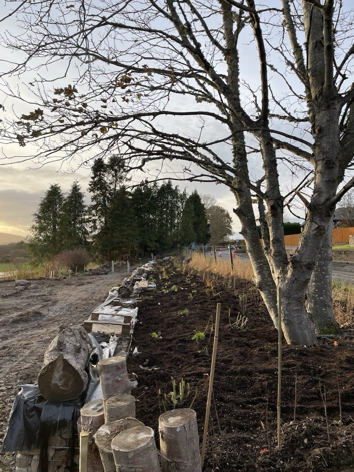 Feughside/Strachan Community garden. A row of trees alongside a dirt pathway under a cloudy sky, with emerging plants in freshly tilled soil and wooden logs and stakes along the edge.