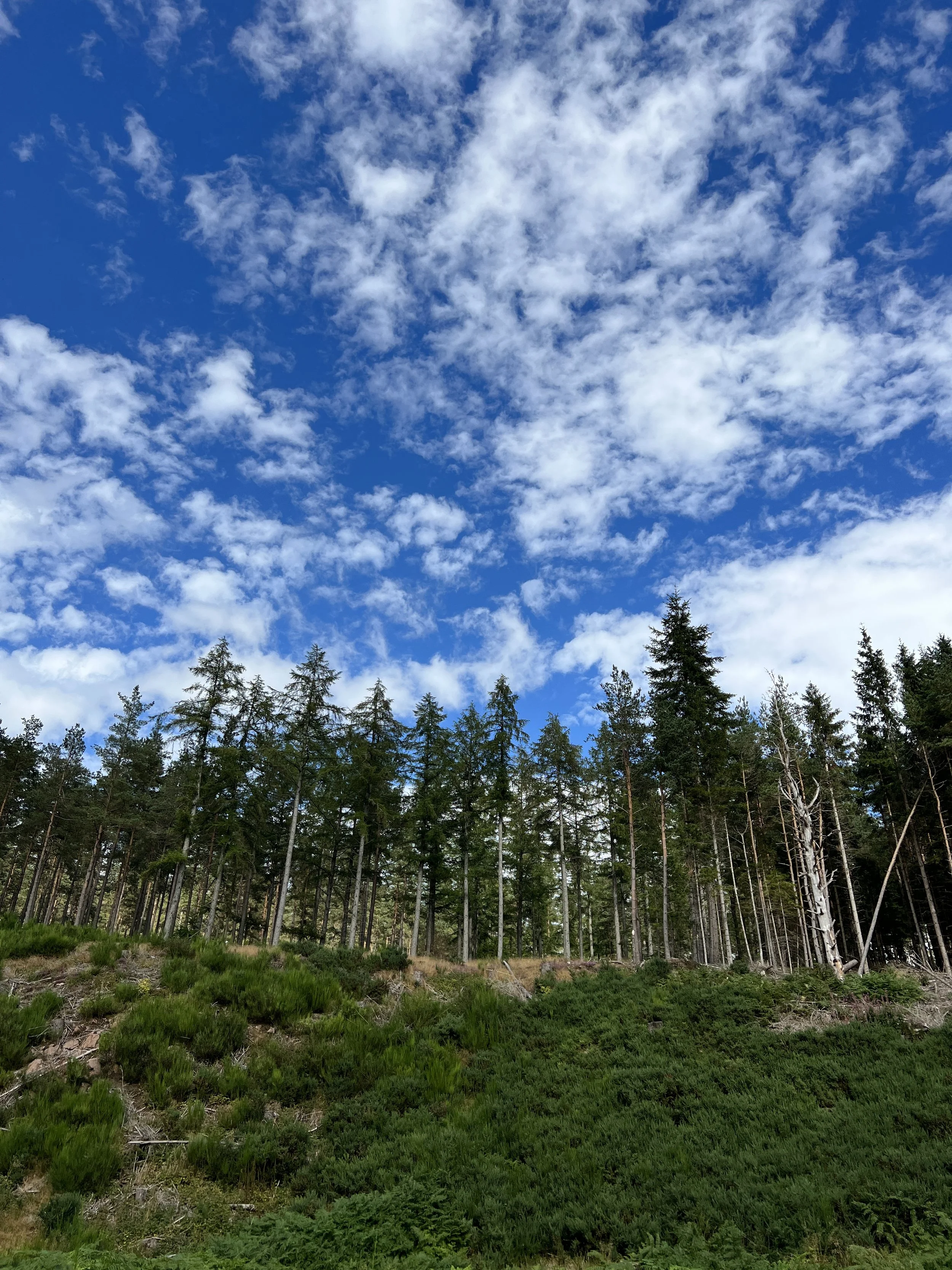 View of a forest in Feughside, Aberdeenshire, with tall green trees and a blue sky with white clouds.