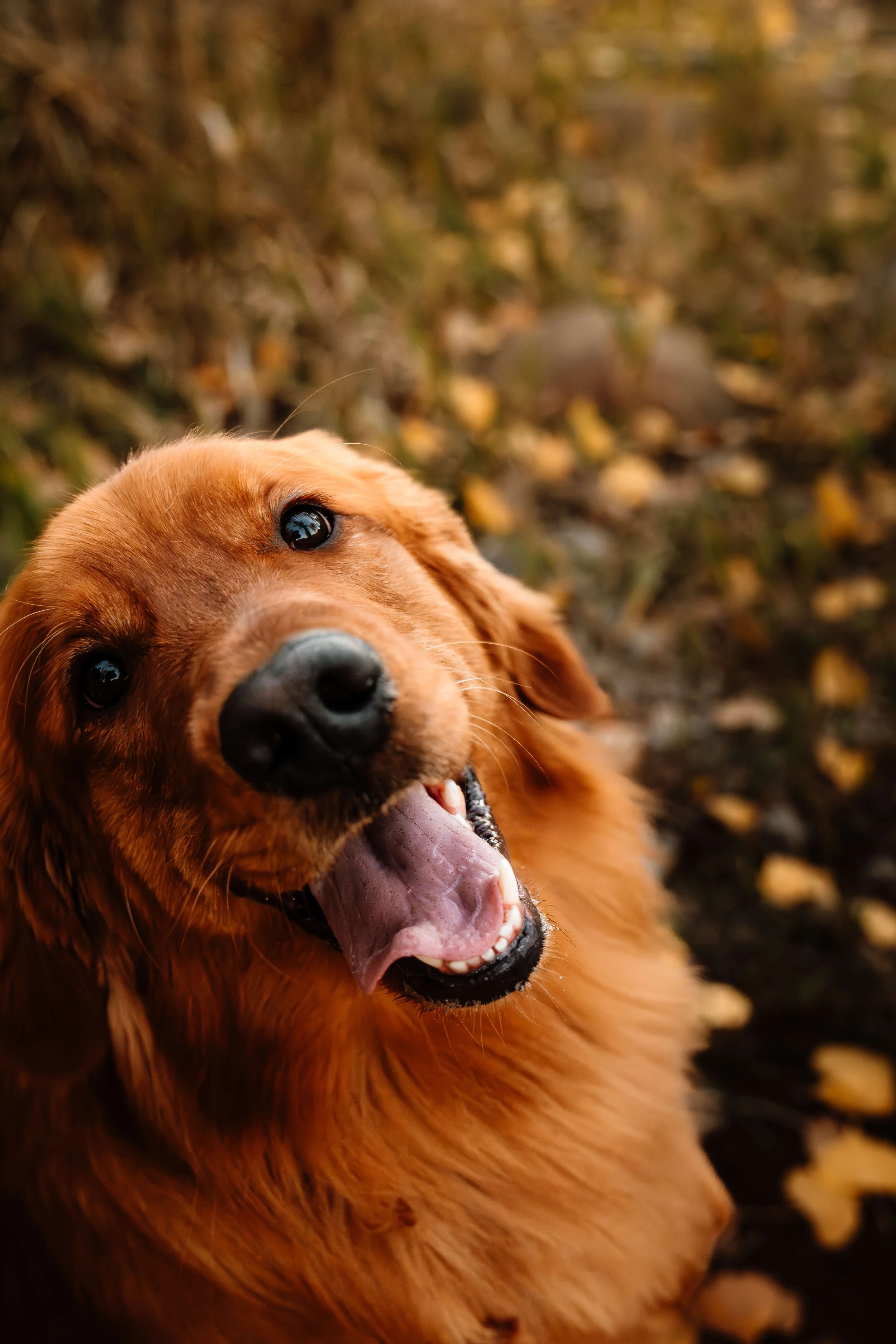 A happy golden retriever dog with its mouth open, showing its teeth and tongue, outdoors on a fall day with yellow leaves on the ground.