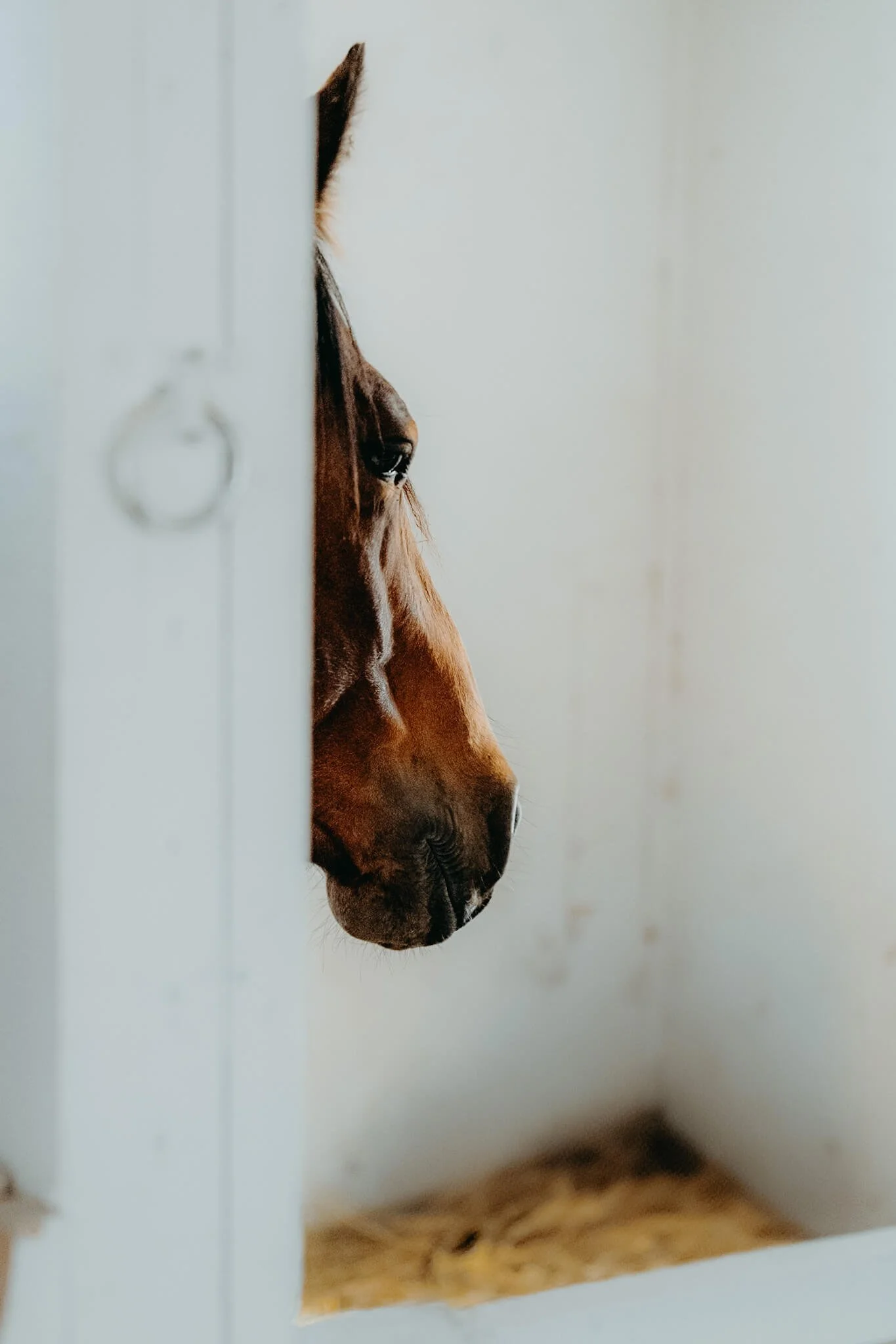 Profile of a brown horse looking out from behind a white wall in a stable.
