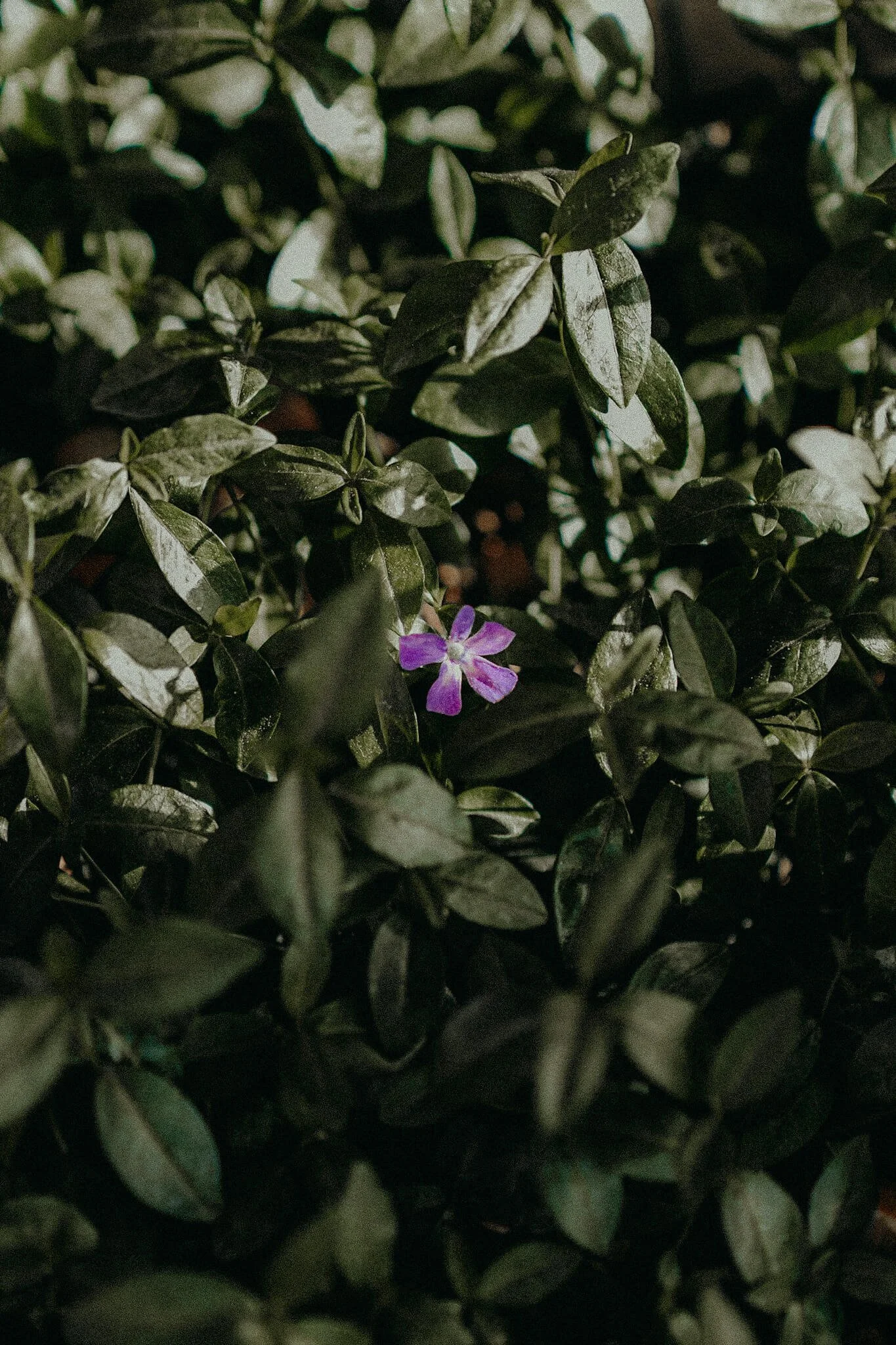 A small purple flower peeking through dark green leaves, some with variegation, in a dense bush.