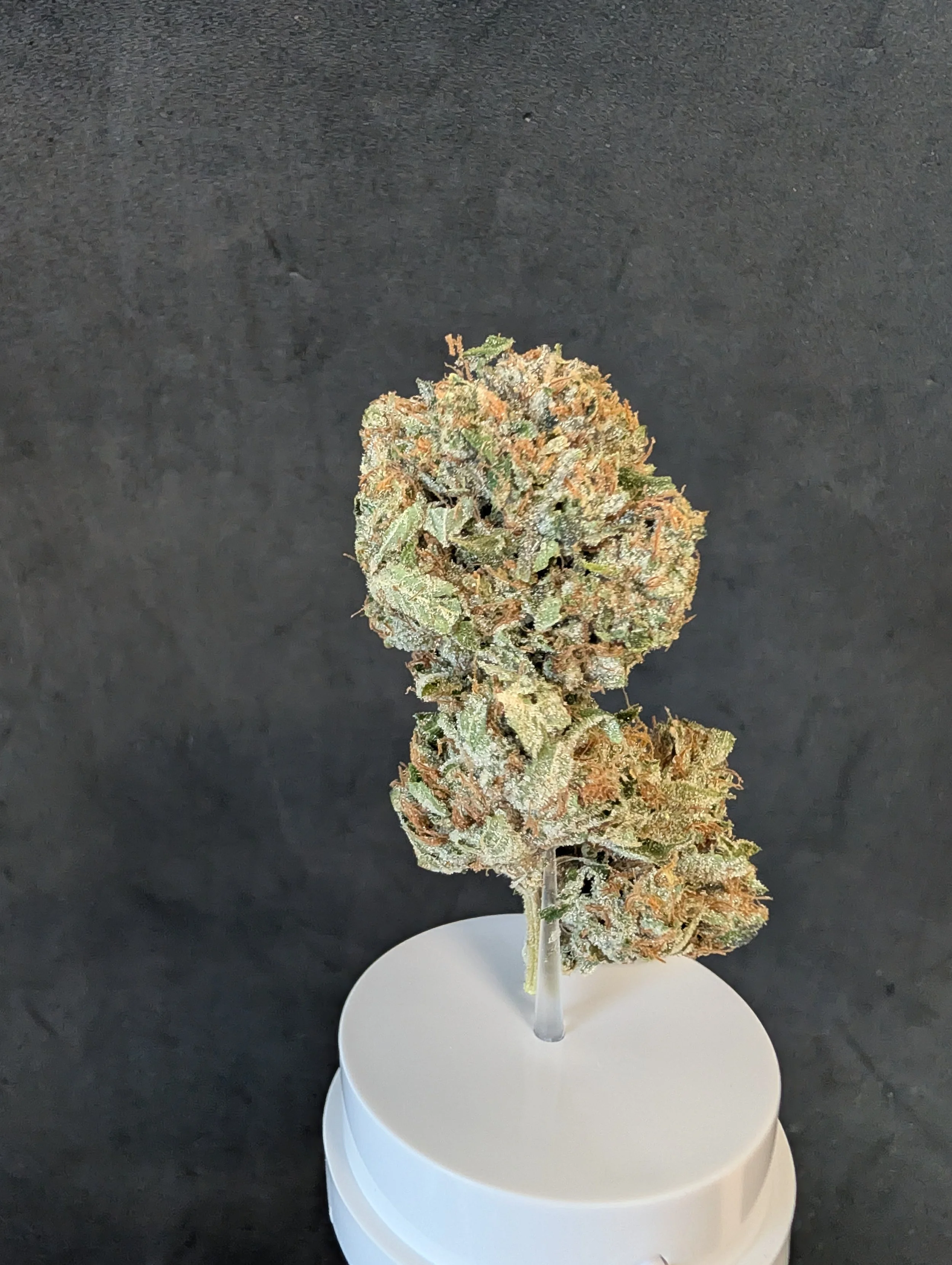 7g Black Vanilla Flower