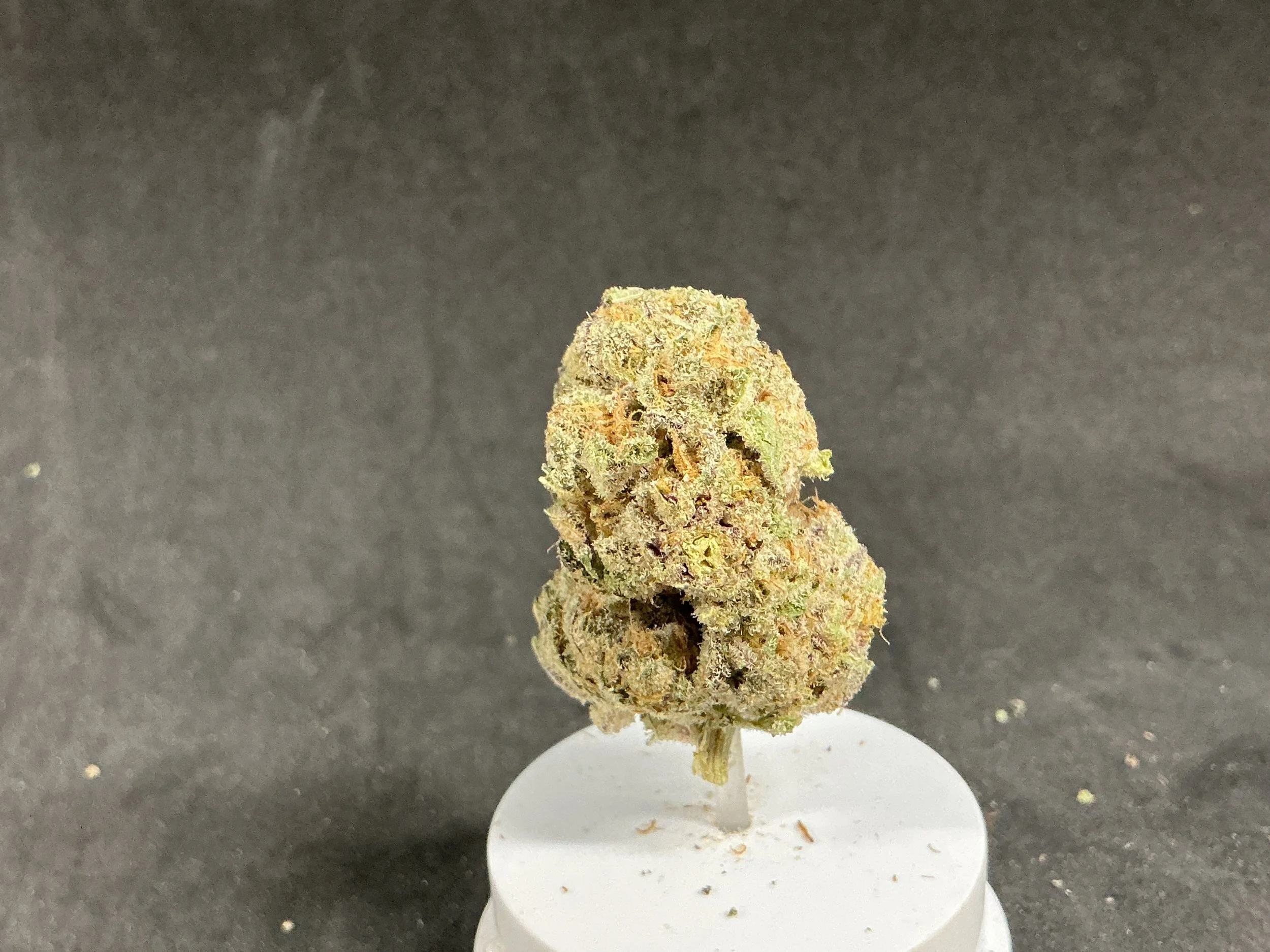 7G Apes In Space Flower (Hybrid)