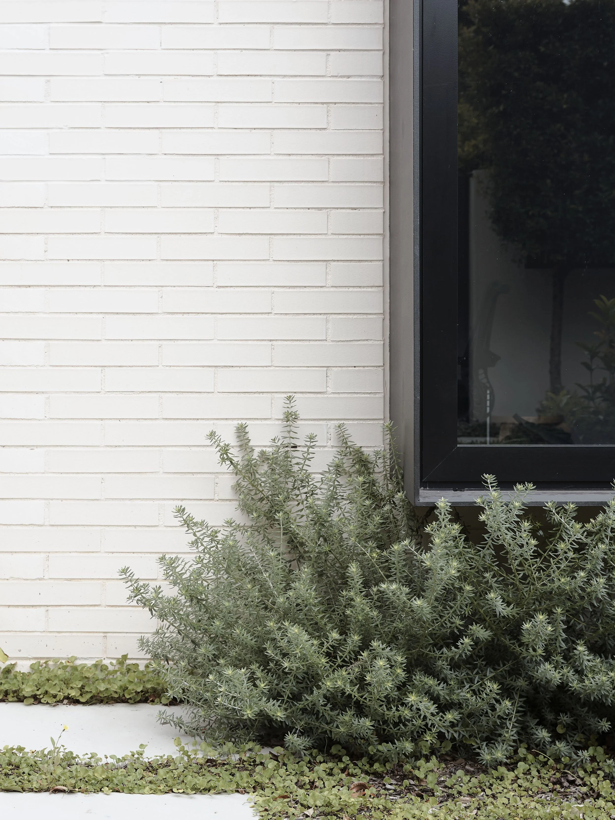 Close-up of a white brick exterior wall with a window featuring a black frame and a bush with small green leaves below the window.