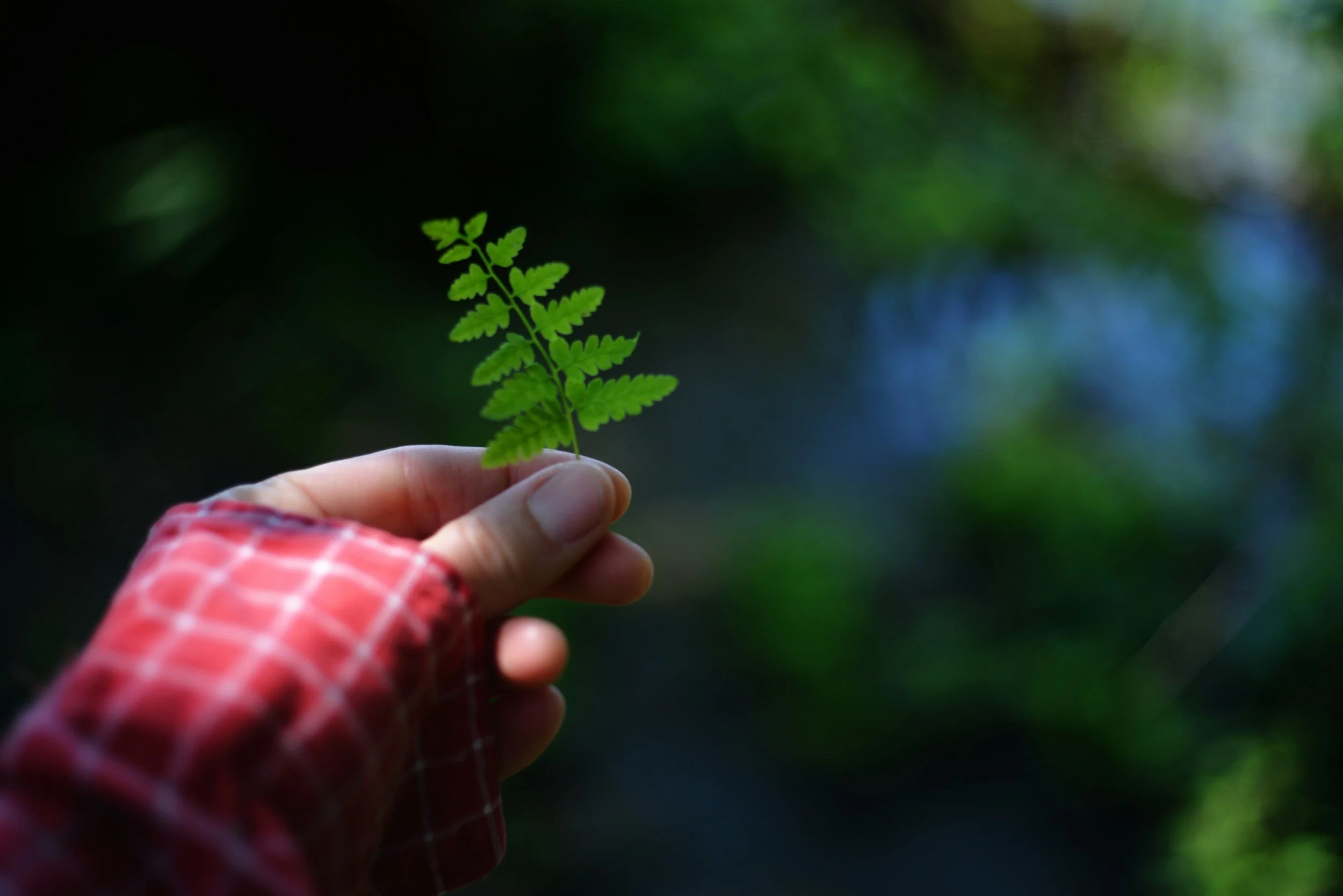 Heartwood forest therapy guide showing fern to group