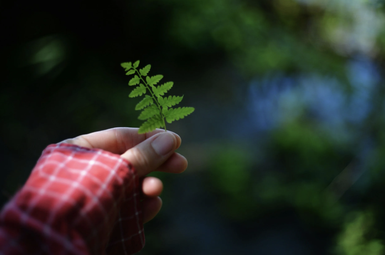 The Science Behind Forest Bathing and Nature Connection