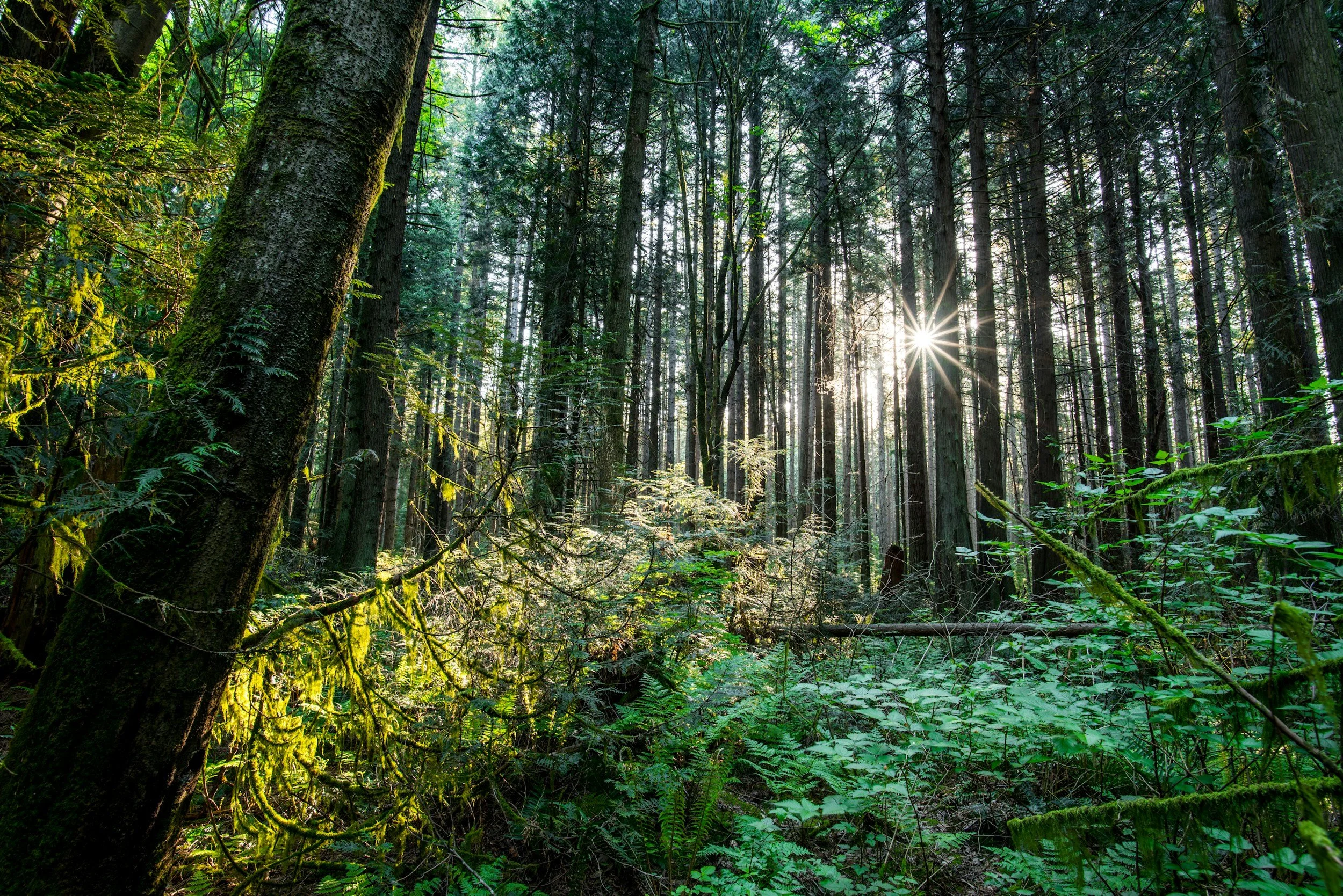 Location for forest bathing certification retreat