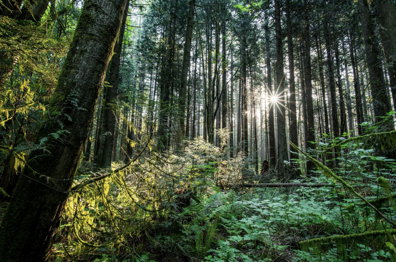 Awakening Your True Nature Through Forest Therapy