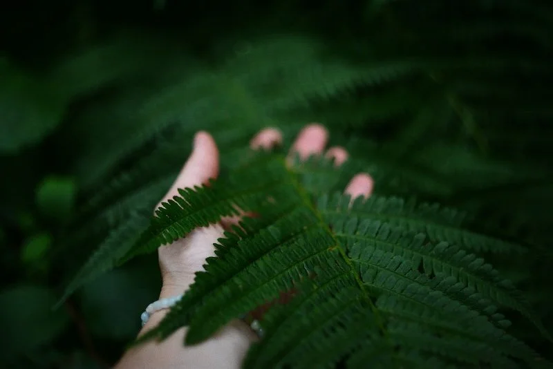 What is the Difference between Forest Bathing and Forest Therapy?