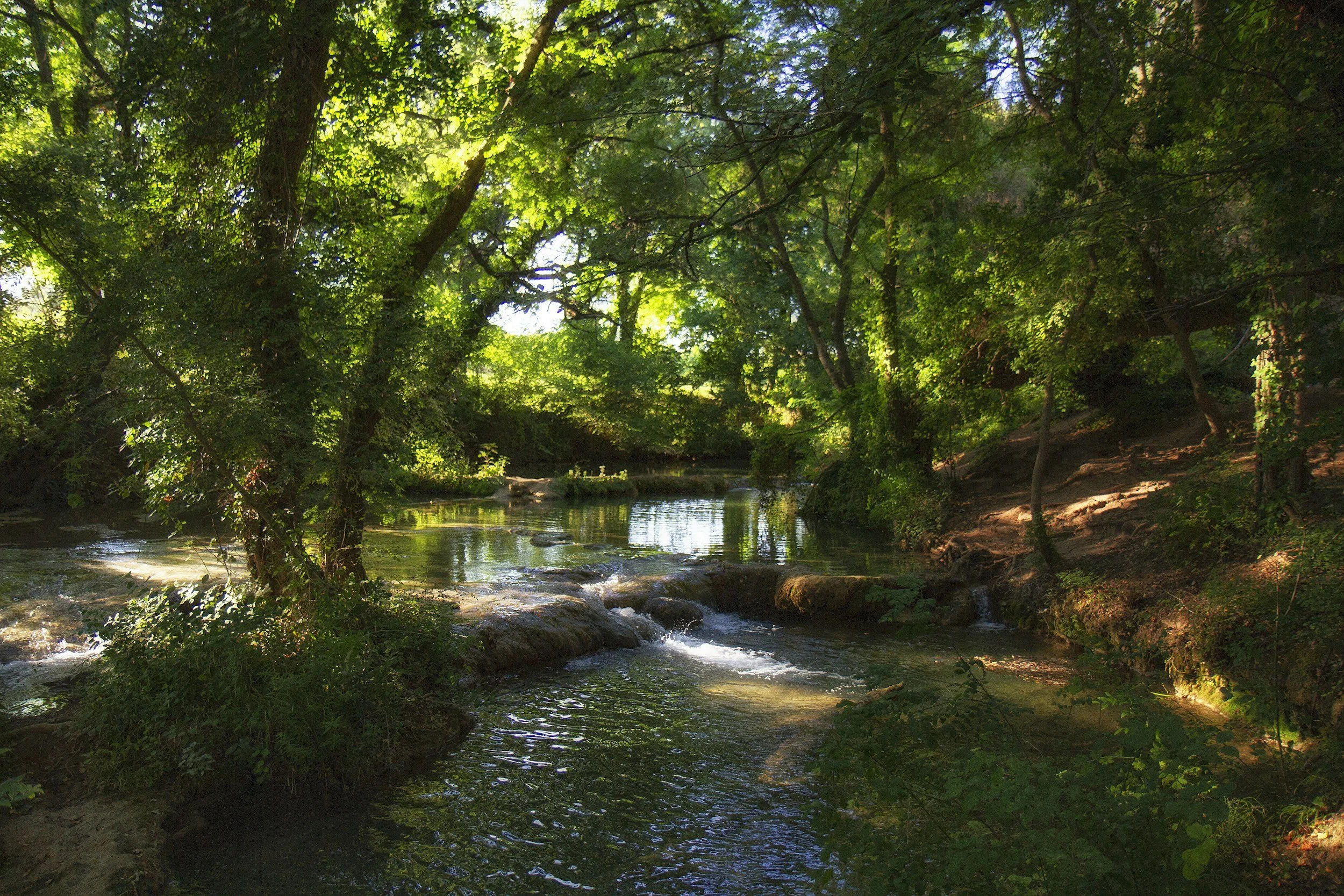 A creek in a forest therapy experience