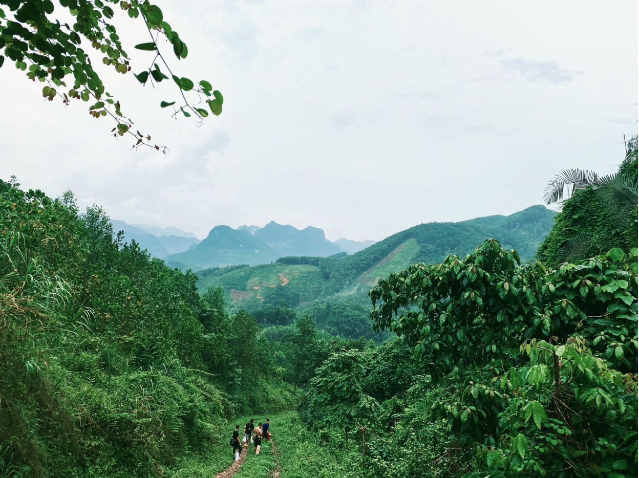 Understanding the Forest Therapy Certification Process From Start to Finish
