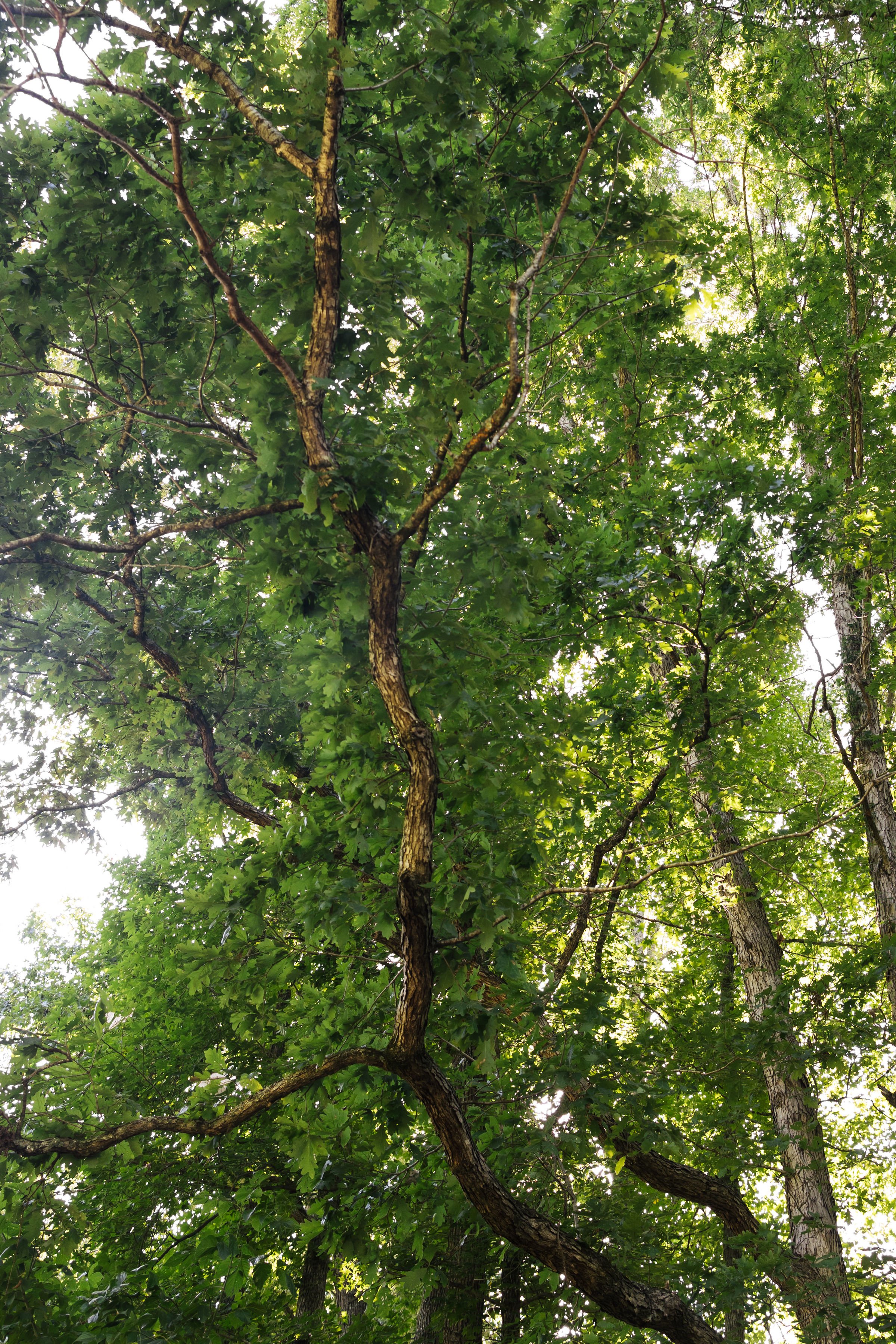 tree at park for forest therapy experiences