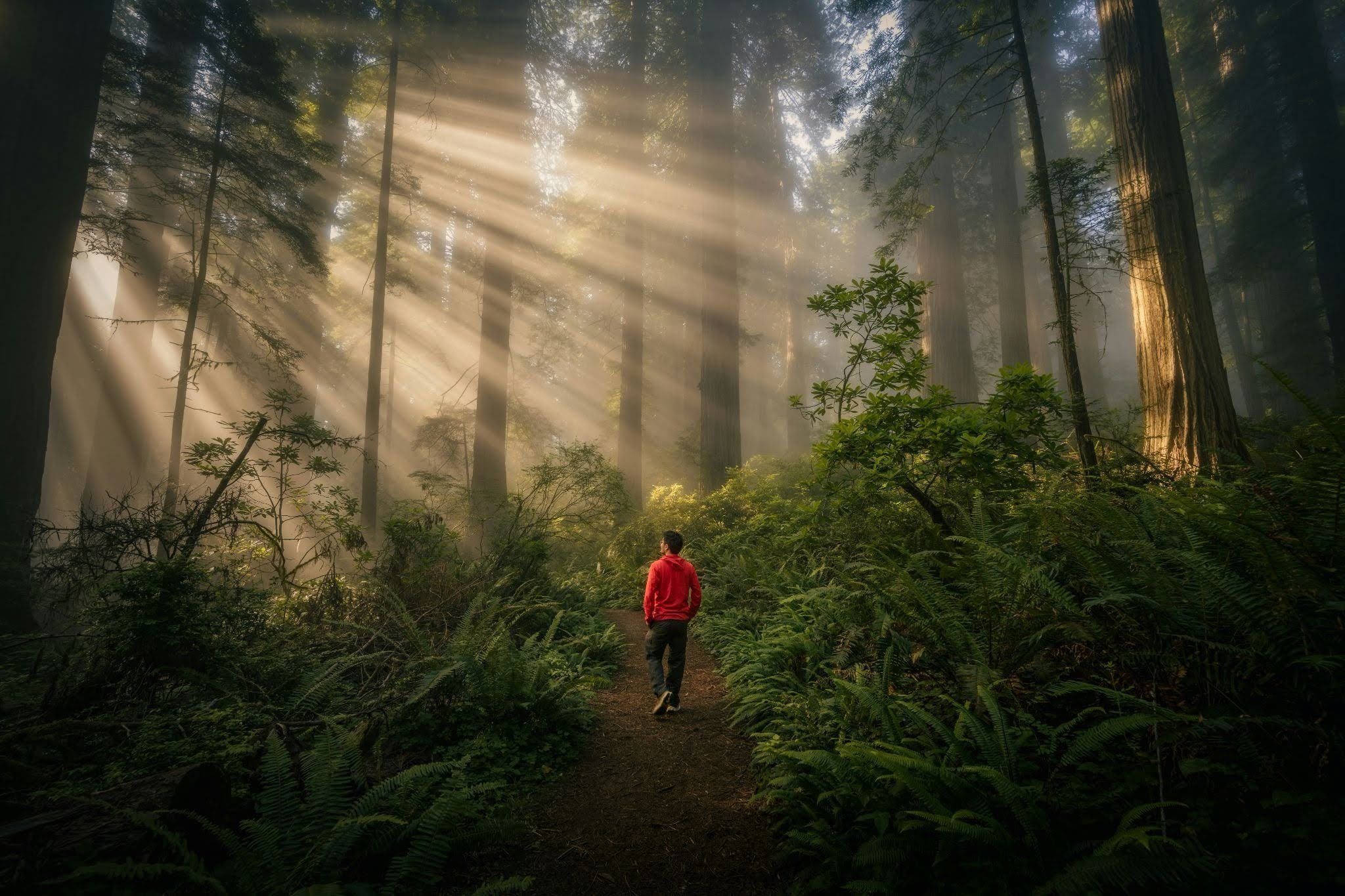 Forest therapy school.