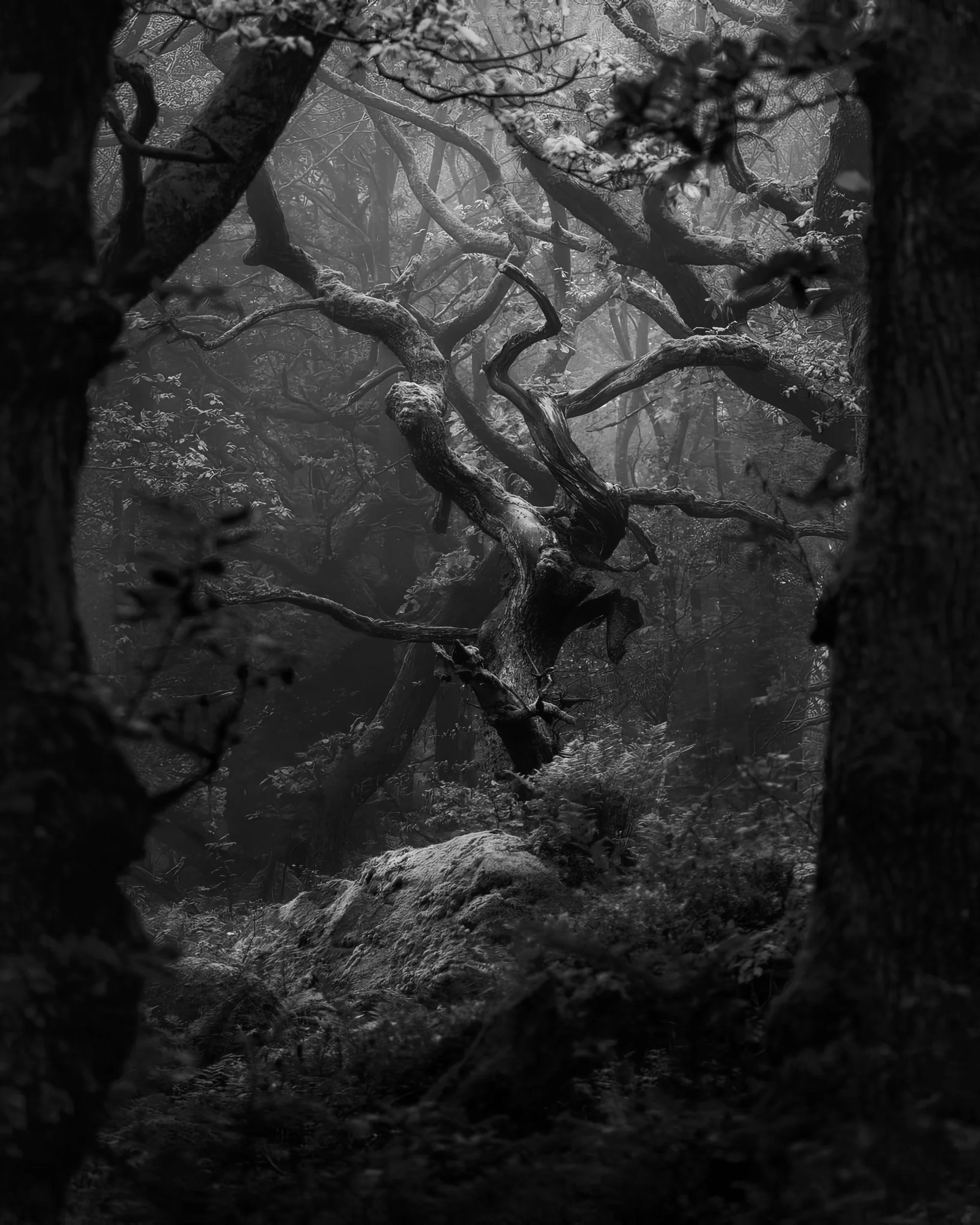 Somatic Forest Bathing