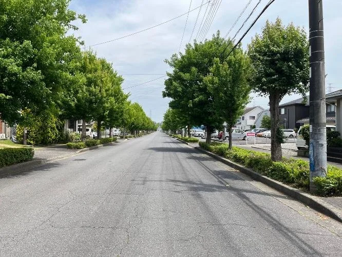 木の並木道と駐車場がある静かな通り