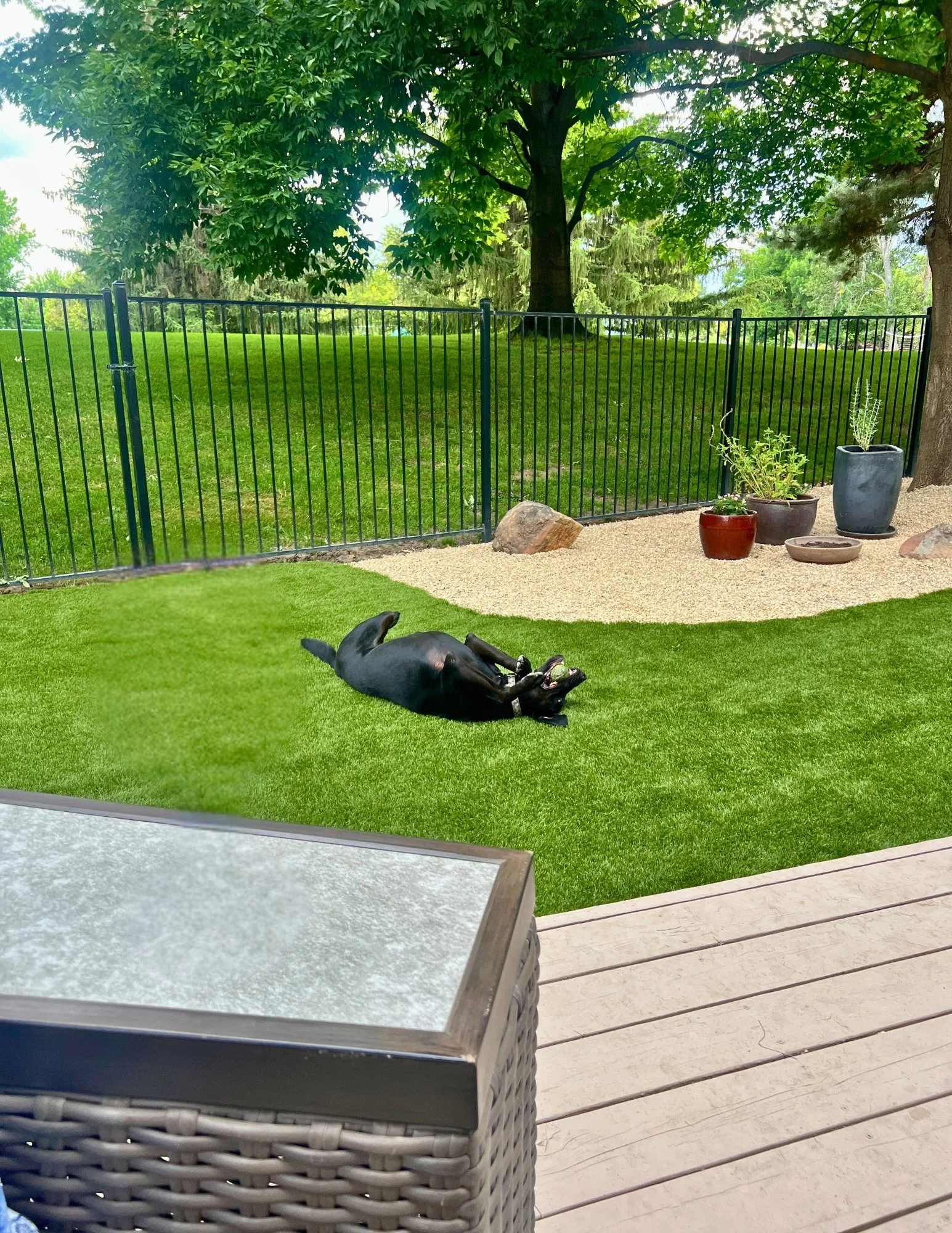 A black dog lying on its back on a well-manicured green lawn near a patio with woven furniture, a black metal fence, potted plants, and a large tree in the background.