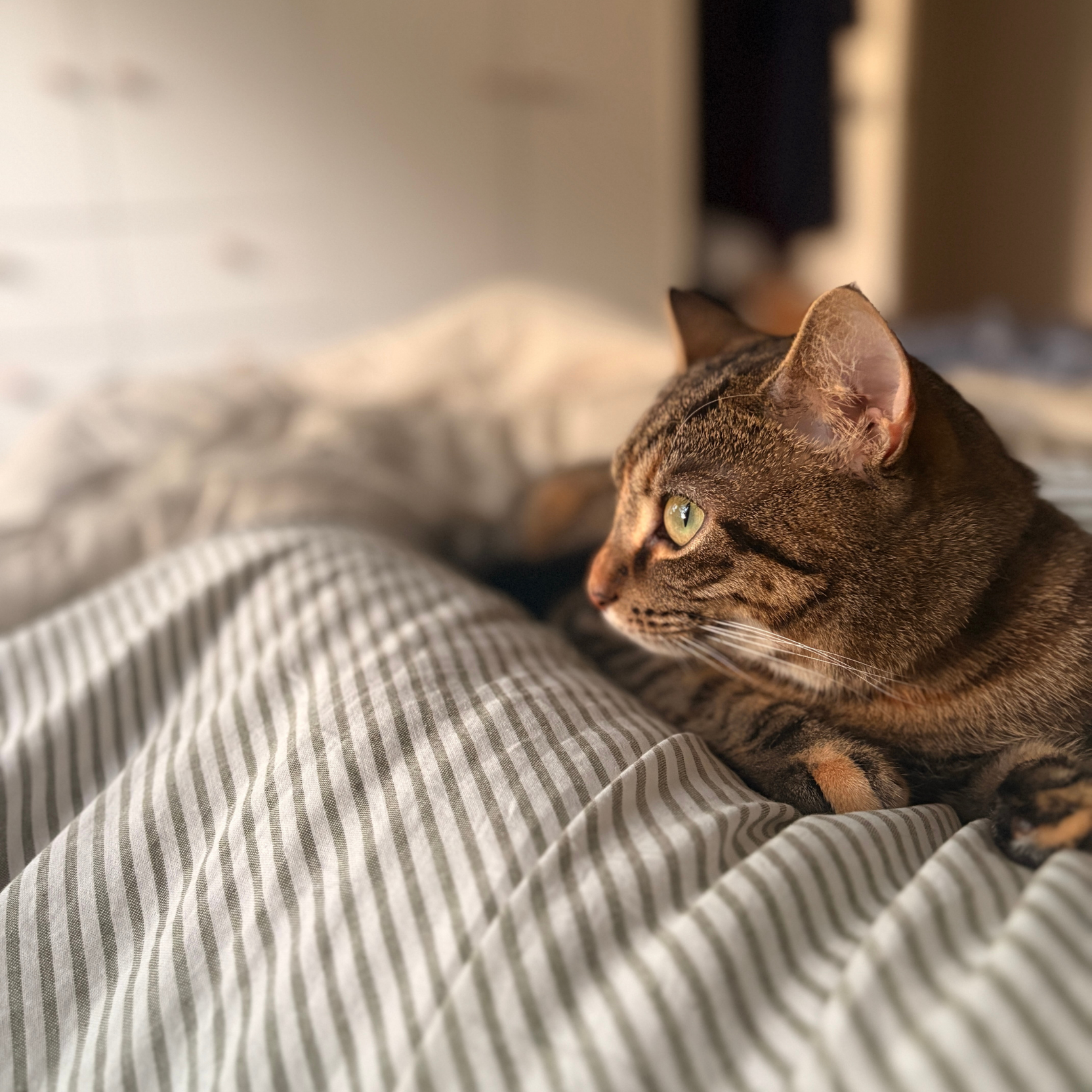 Close-up of a tabby cat with green eyes, lying on a bed with striped sheets, looking to the right.