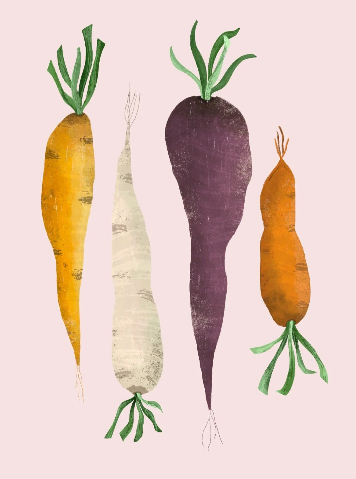 Heirloom carrots 🥕

#childrensillustration #childrensbookillustration #kidlitart #illustrator #foodillustration #botanicalillustration #vegetableillustration