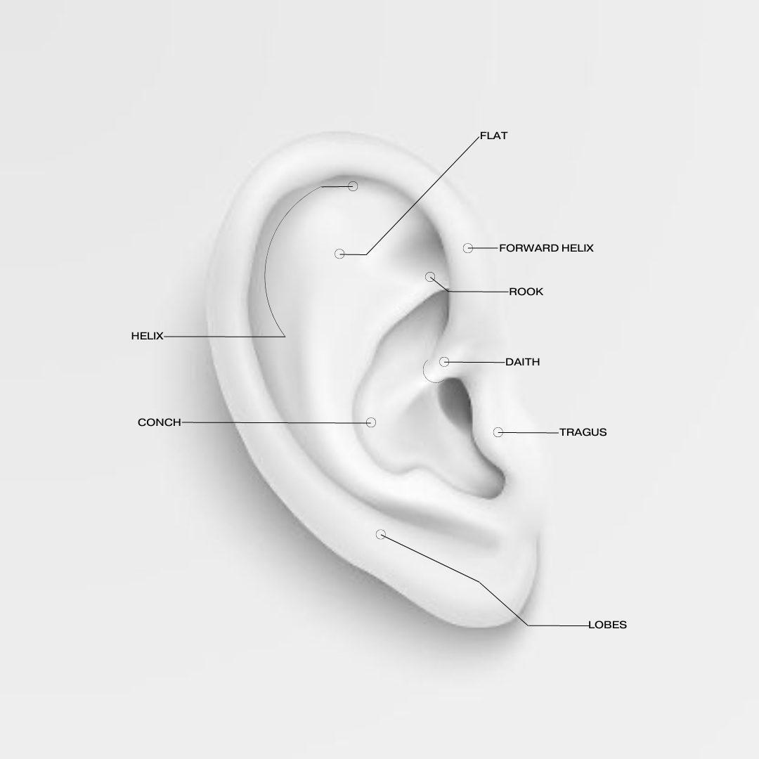 Diagram of an ear with labels pointing to different parts, including flat, forward helix, rook, daith, tragus, lobes, conch, helix.