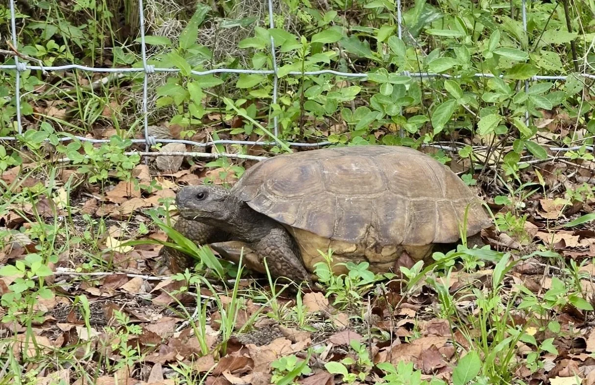 One of our common visiters to the cottage, Tooter!