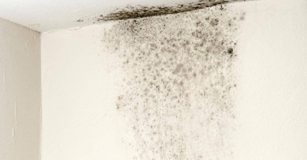 How Mackay’s Humidity Impacts Mould, Odour and Office Hygiene