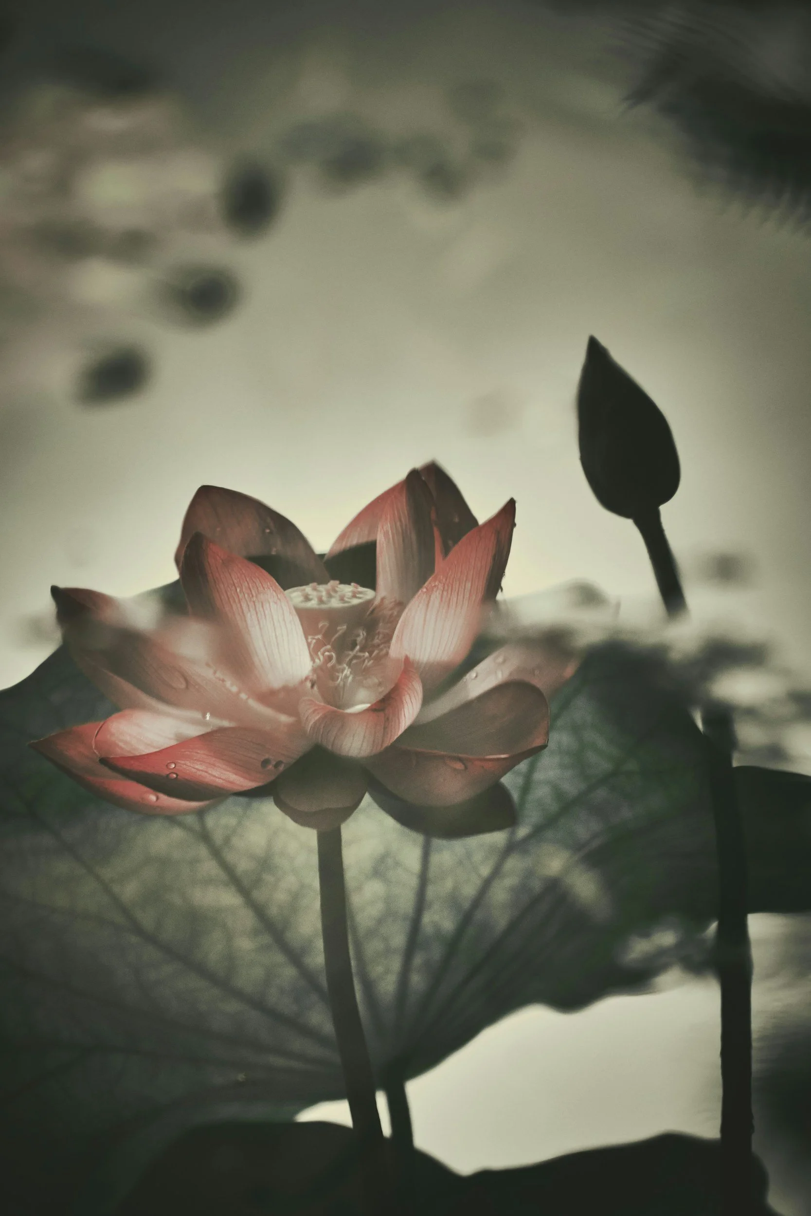 Close-up of a pink lotus flower with water droplets on its petals, with a dark and blurred background.