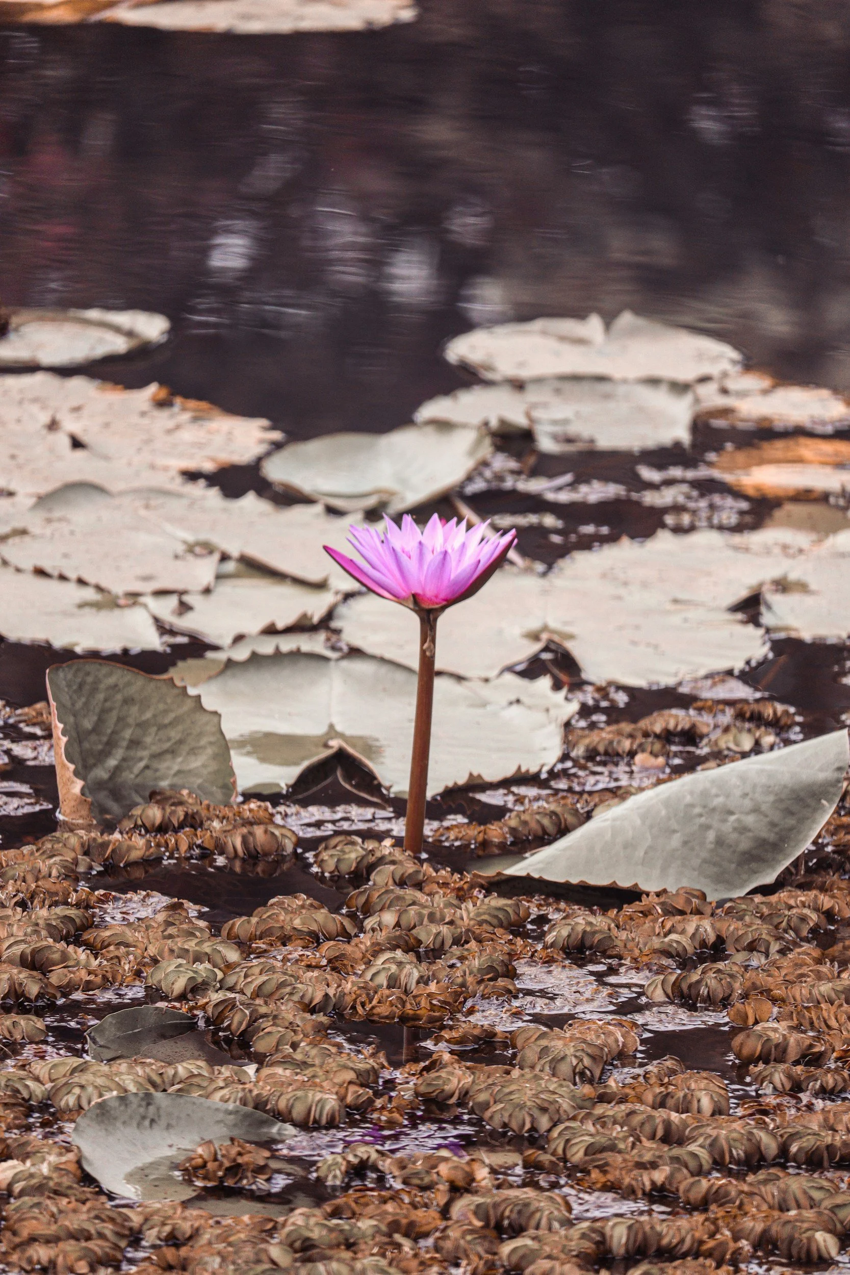 A pink water lily blooming in the water surrounded by floating lily pads and brown seed pods.