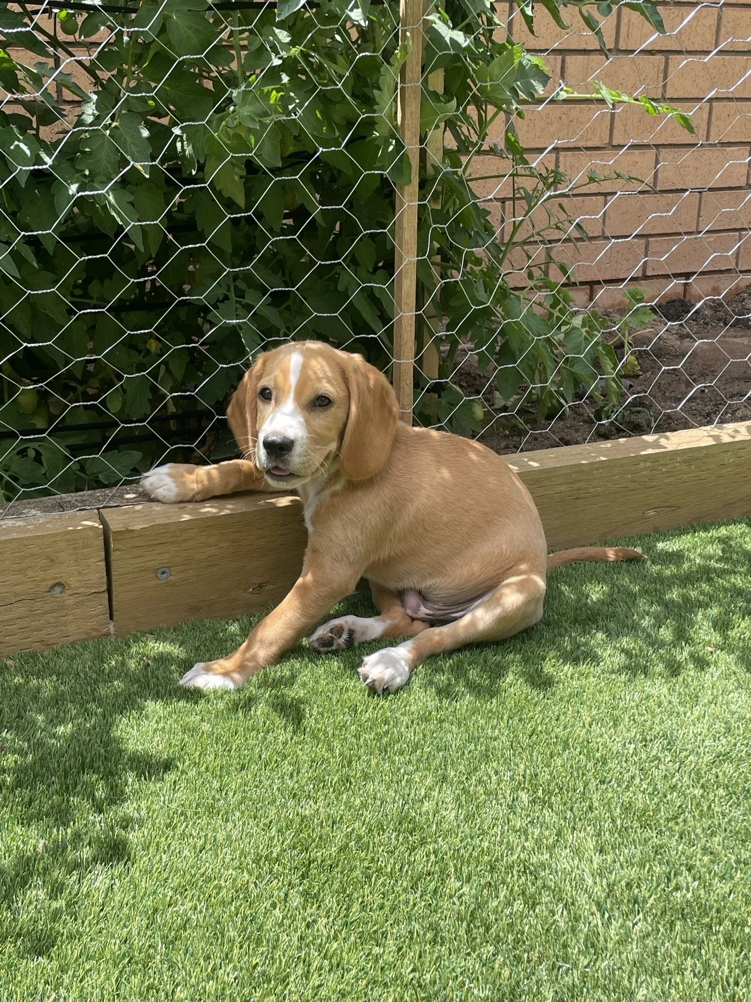 A young brown and white dog with floppy ears wearing a teal harness, sitting on a concrete surface amidst green plants, next to a person's arm and shorts.