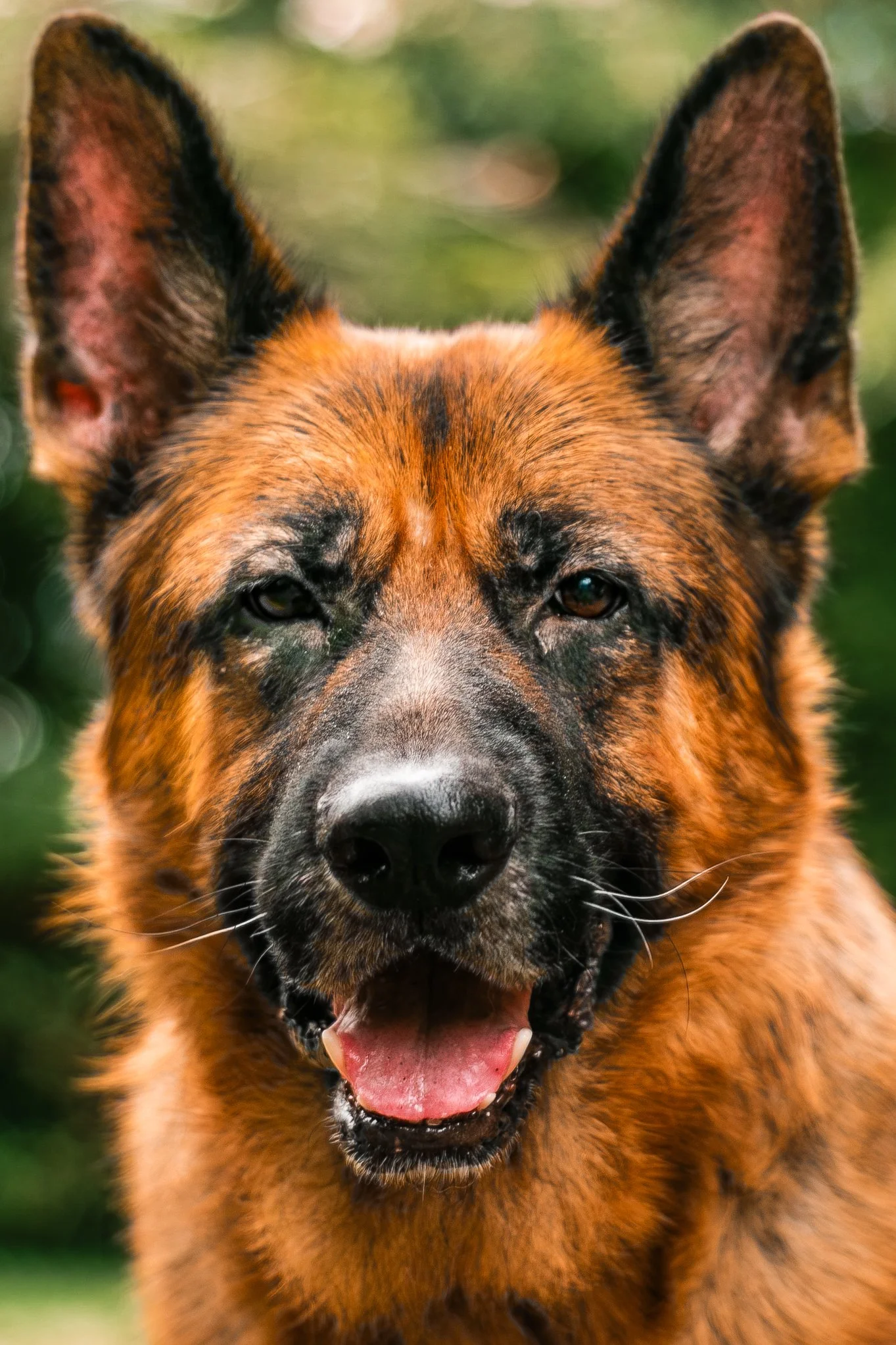 Salem-Oregon-Pet-Portrait-Photographer-GSD-162.jpg