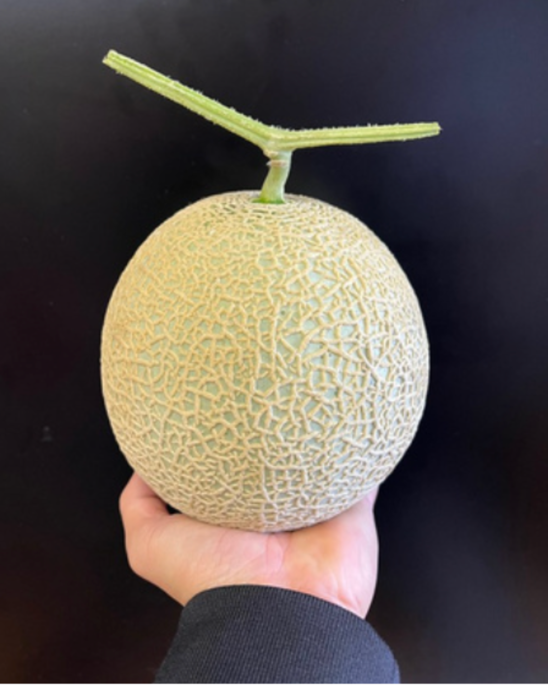 Aroma Musk Melon - 2.png