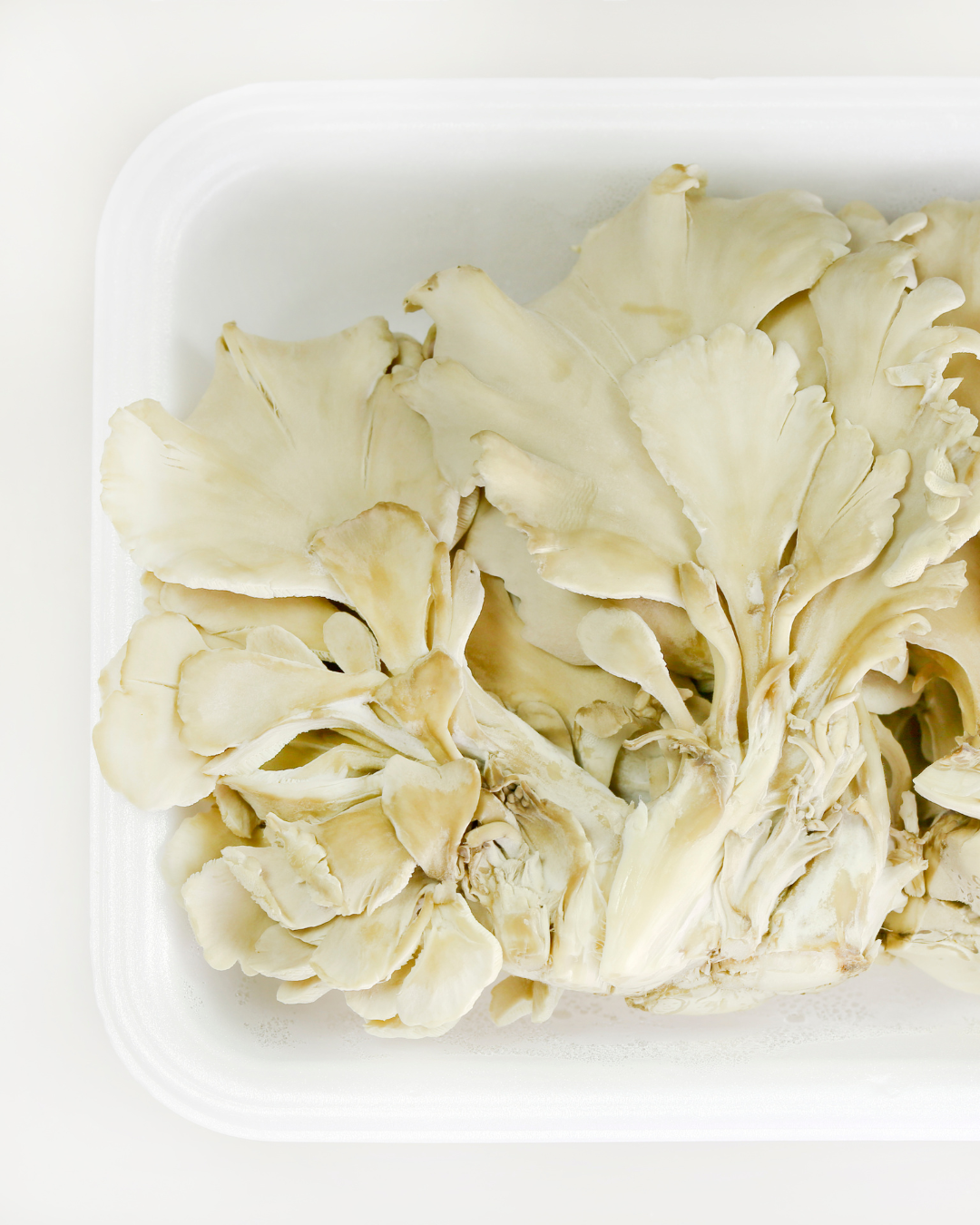 White Maitake mushrooms-1.png