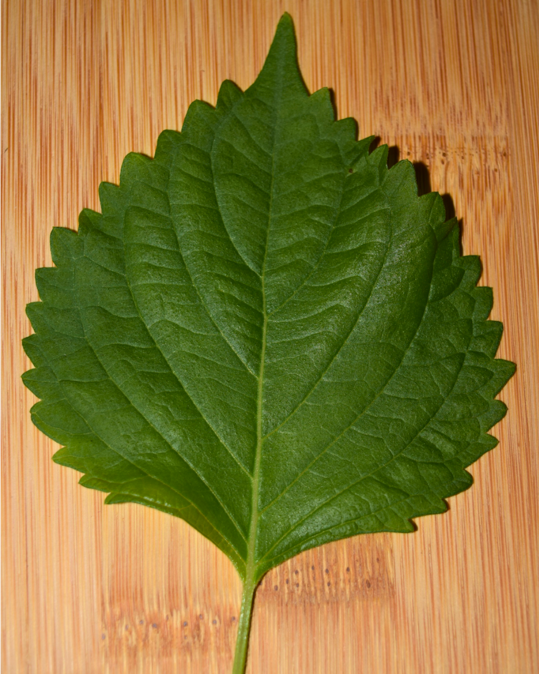 Oba_Shiso Leaves-1.png