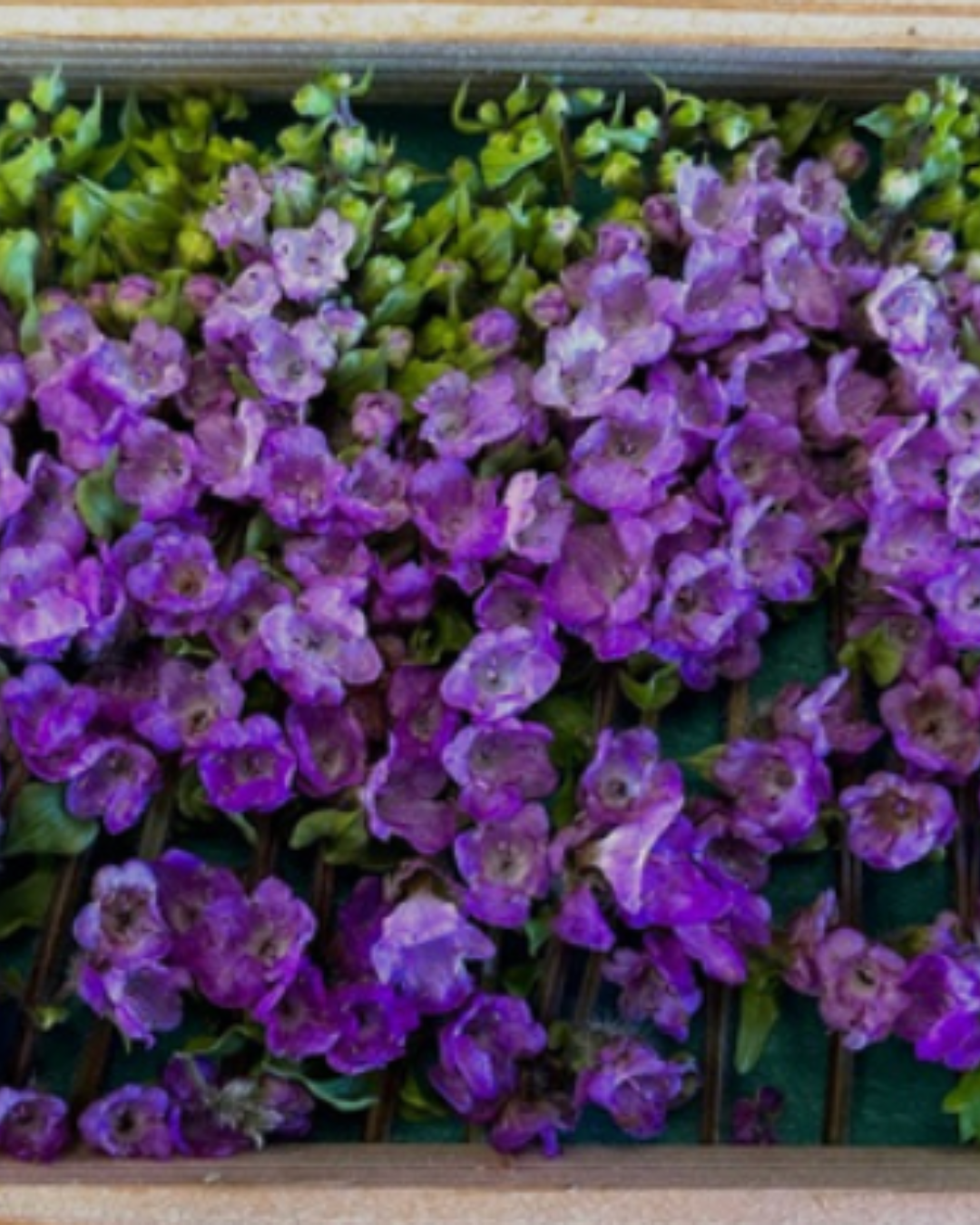 Shiso Flower-2.png