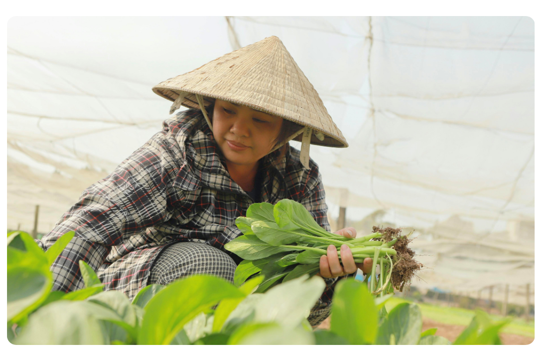 A woman wearing a traditional Asian conical hat and checkered clothing harvests leafy greens in a greenhouse.