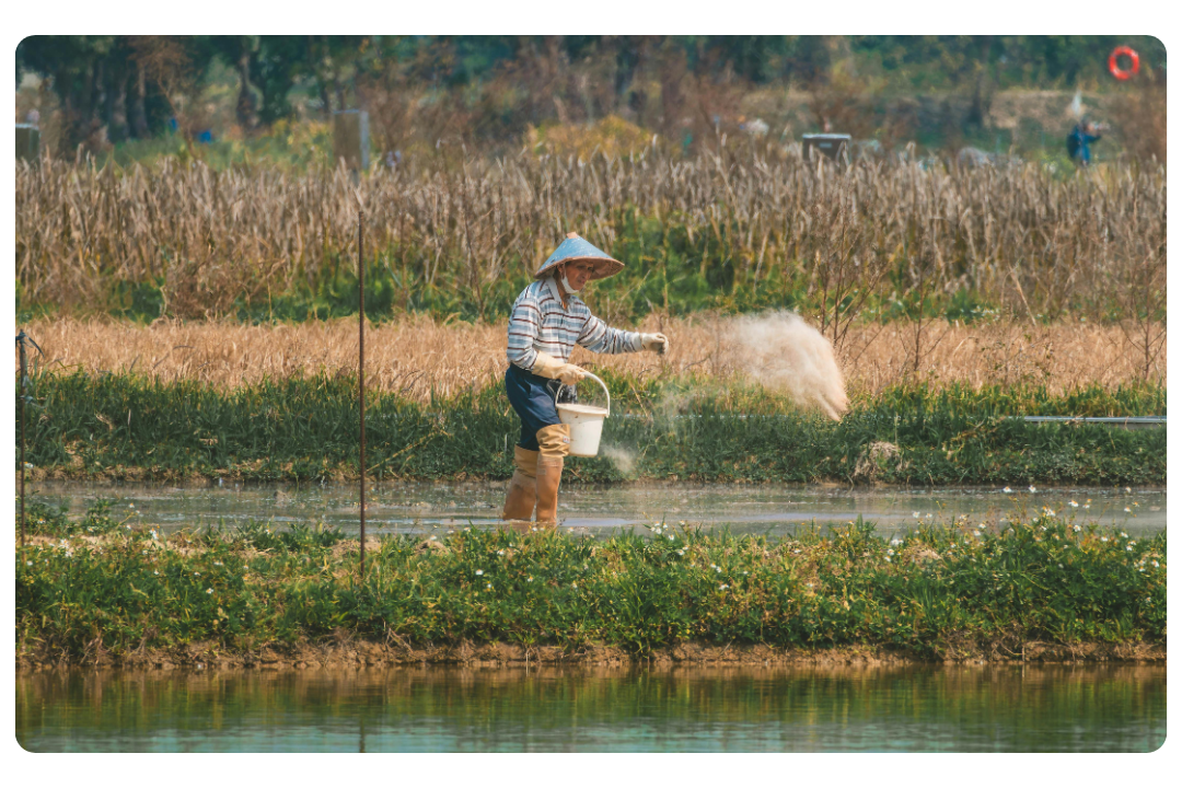 Person in straw hat watering crops in a field near a body of water.