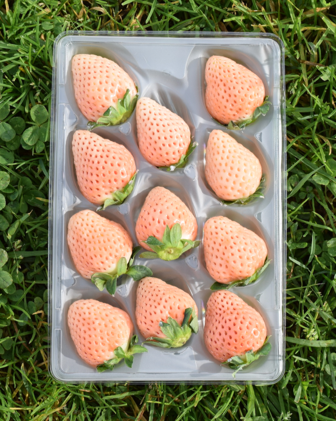 Premium pink strawberries-3.png