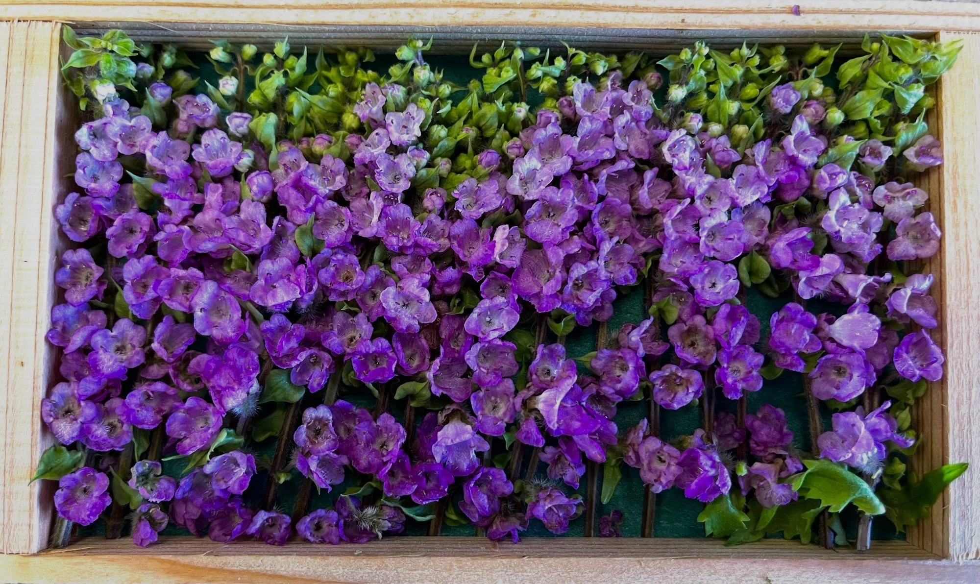 Hanaho (Shiso Flower)